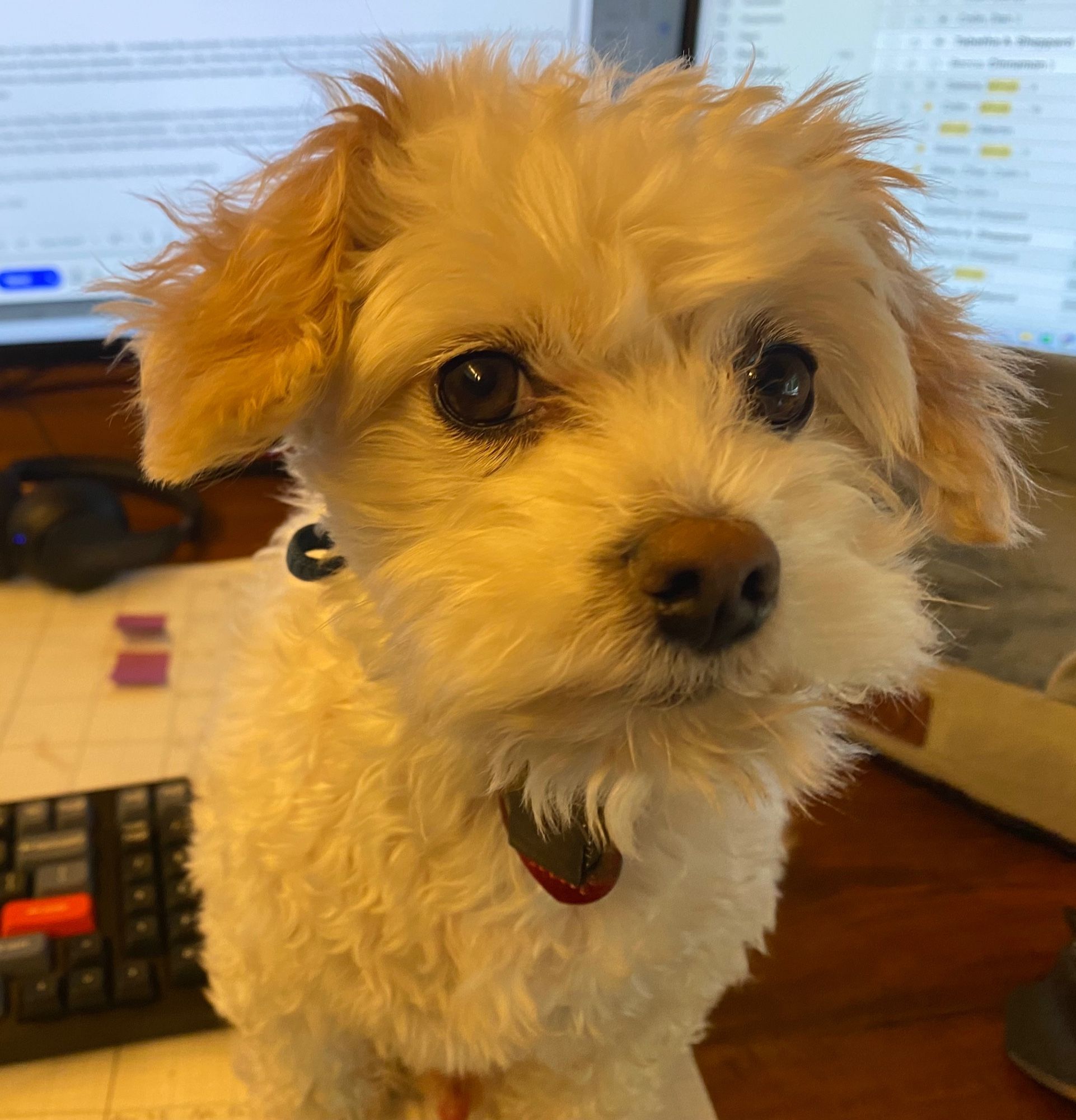 Max the dog on the desk, looking at us with an expression of concern.