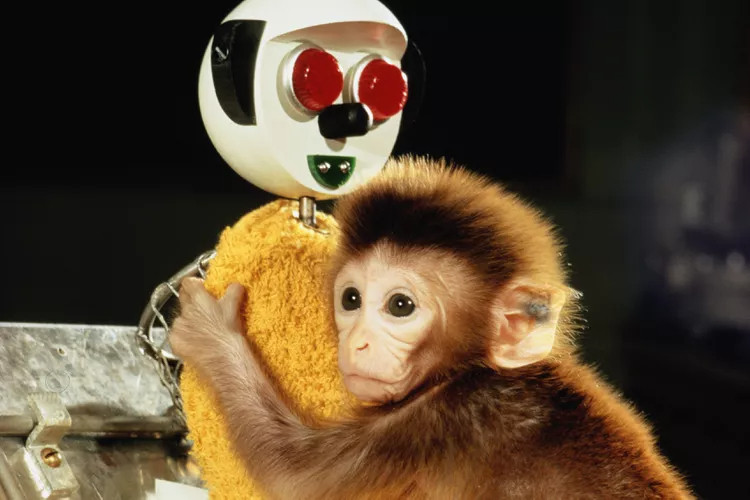 https://www.verywellmind.com/harry-harlow-and-the-nature-of-love-2795255

Sad baby monkey clings to robot mother.