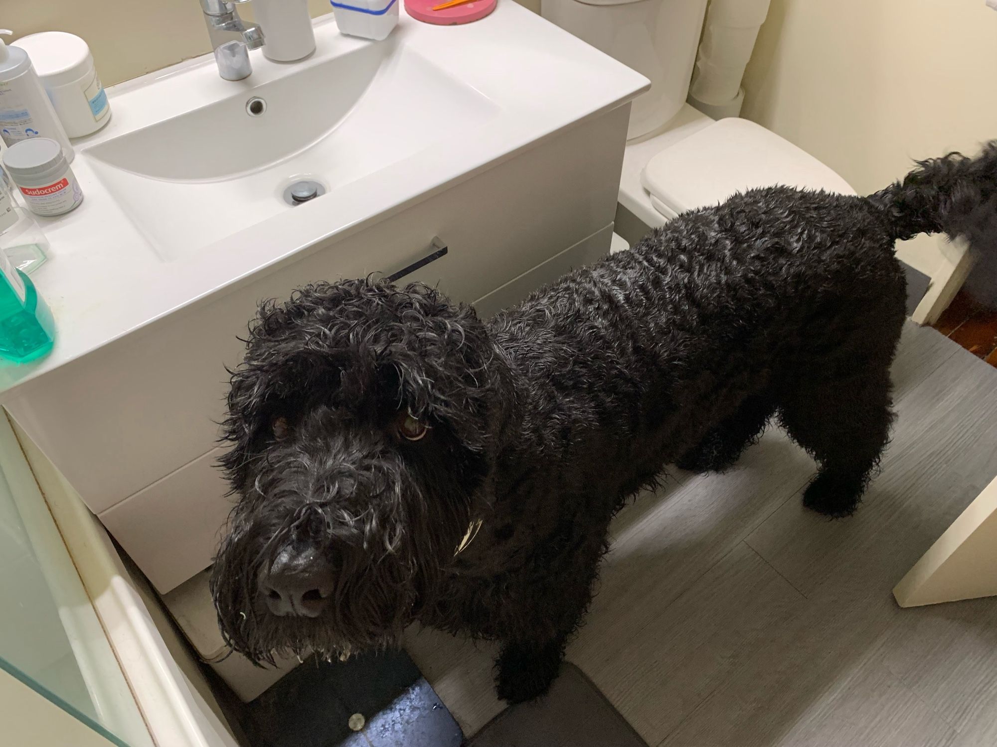 A sodden wet large shaggy haired black dog standing in a small bathroom. He’s staring mournfully up at the camera.