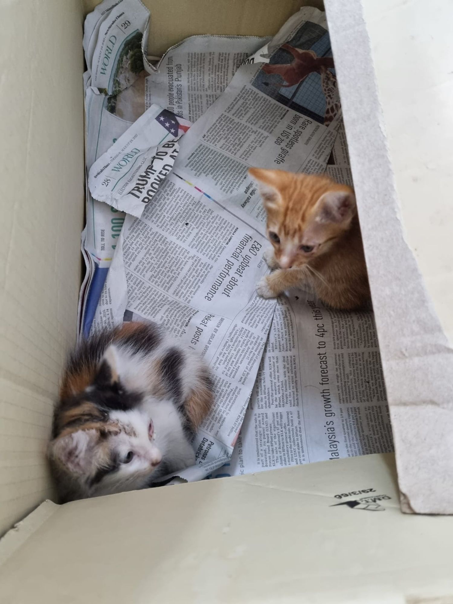 A pair of fluffy kittens in a box - one is calico and the other is ginger.