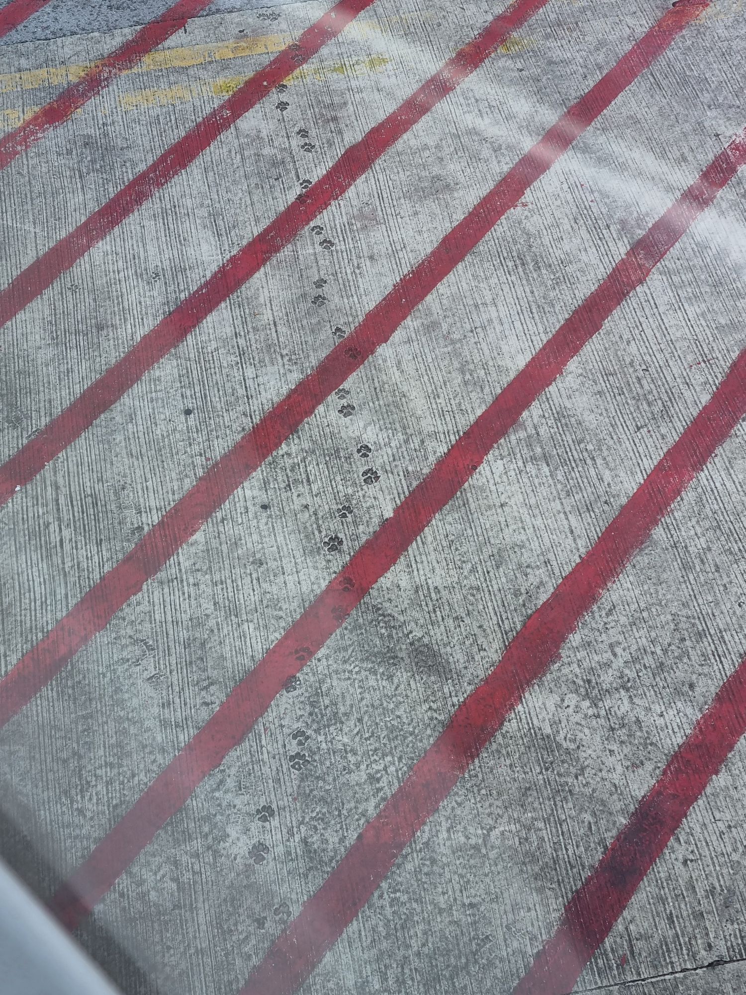 Photo of tarmac with red warning stripes painted over and a line of dog paw prints embedded