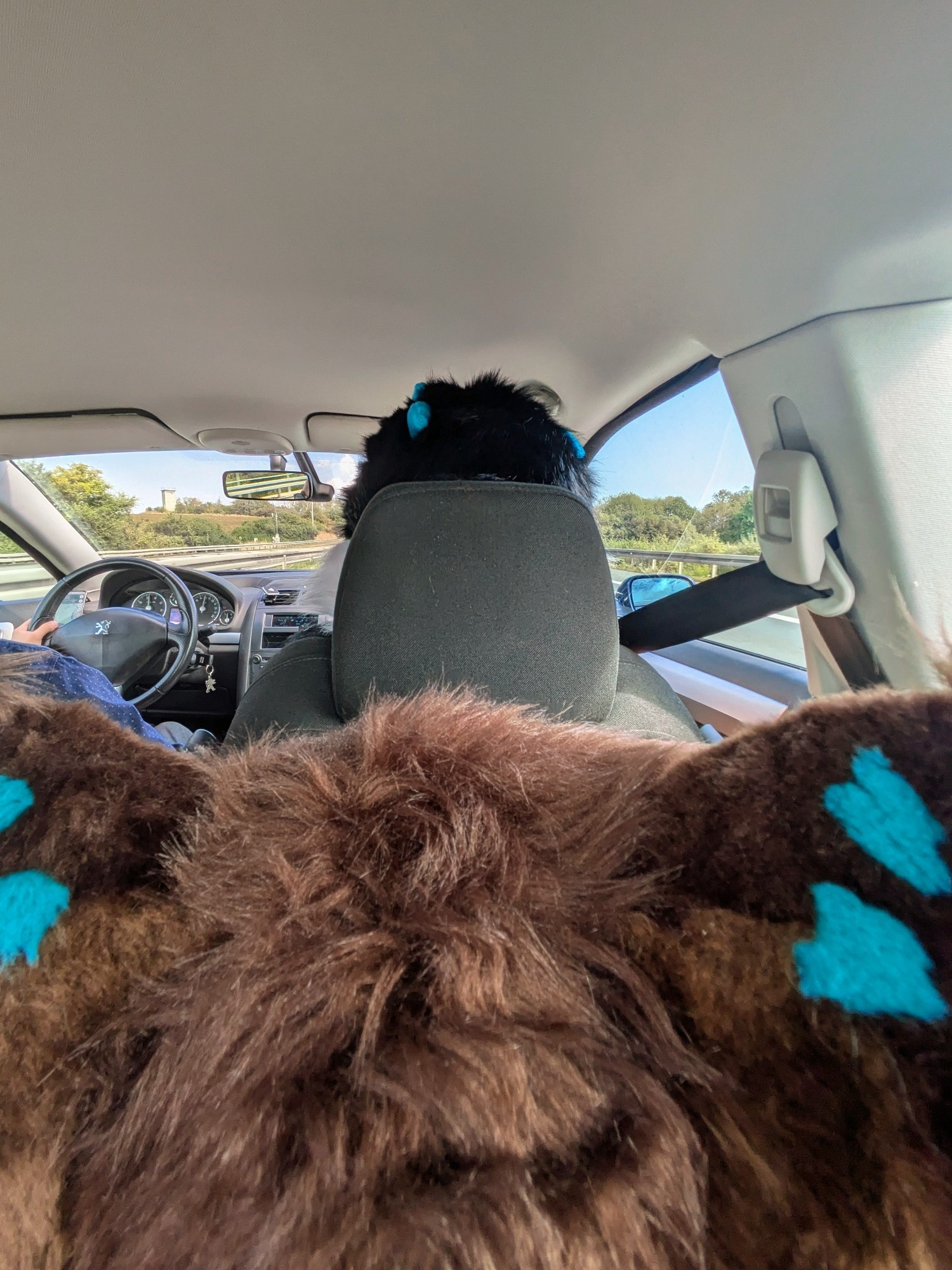 A picture taken in the backseat of a car, taken from on top of my fursuit head, the blue markings on the ears are visible. The Person on the front seat is wearing their fursuit head.