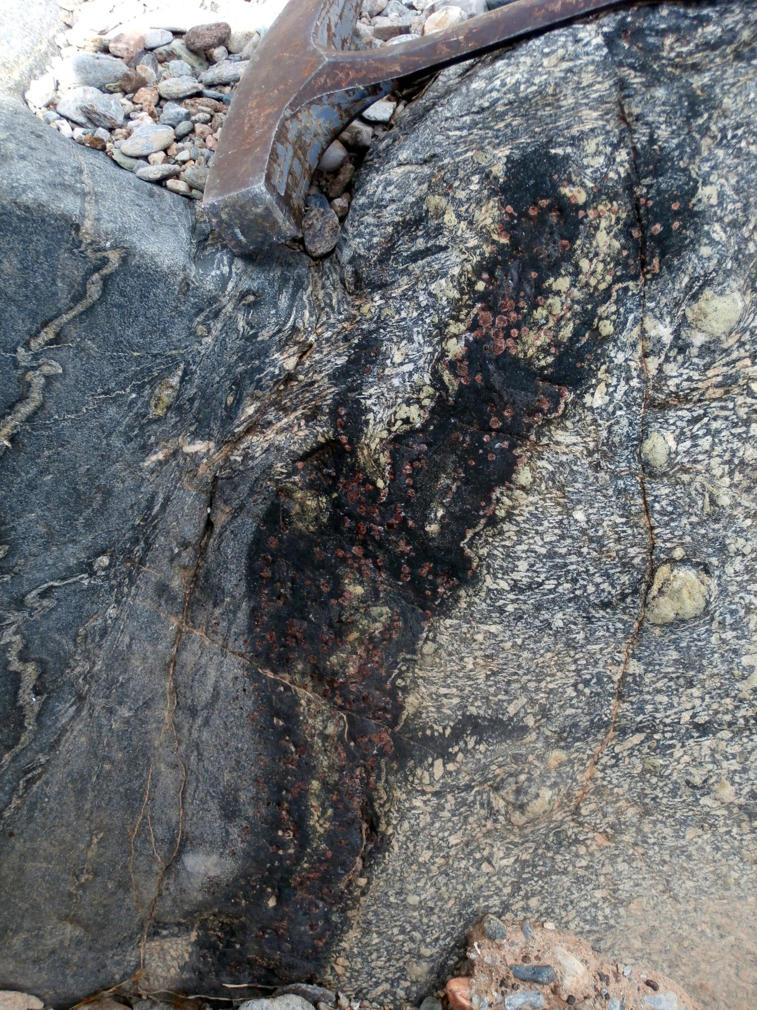 A small outcropping of rock with a rock hammer on top of it. The rock consists of three parts, a fine-grained grey rock (amphibolite) on the left, a speckled amphibolite on the right with large plagioclase and epidote grains, and a dark middle part containing large red garnets.