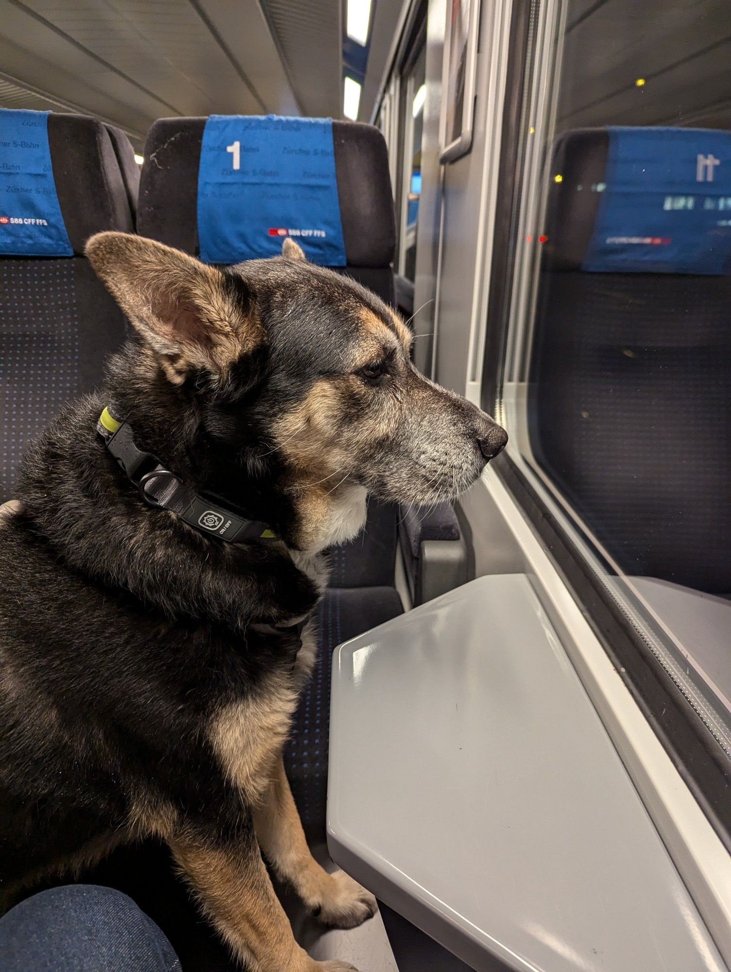 Spino schaut aus dem Zugfenster in die Nacht