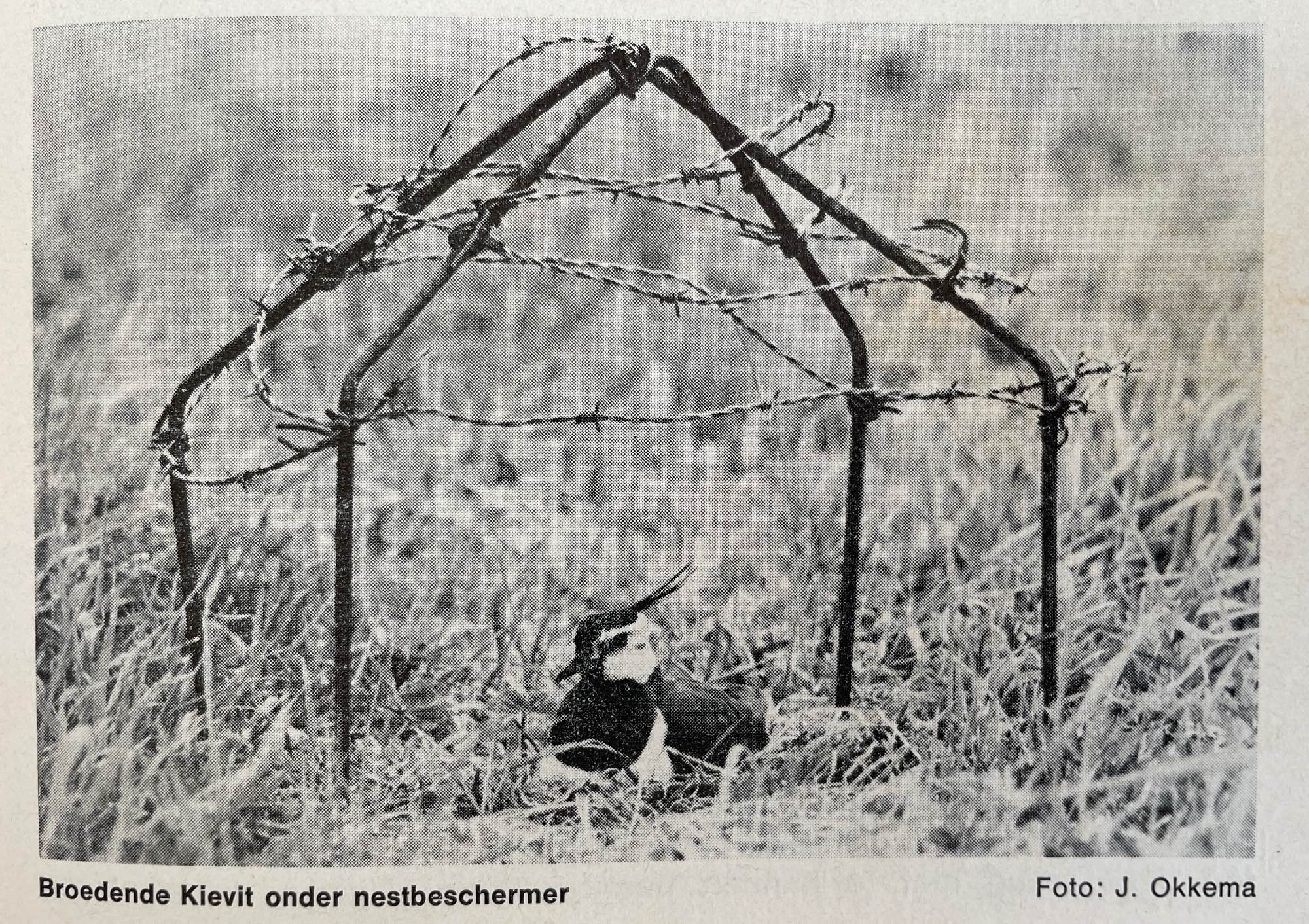 Black-and-white photo of a northern lapwing nesting in a grassfield under a small wire gazebo: four pillars meeting at the top and laced with barbed wire. The bird looks pretty jaunty.