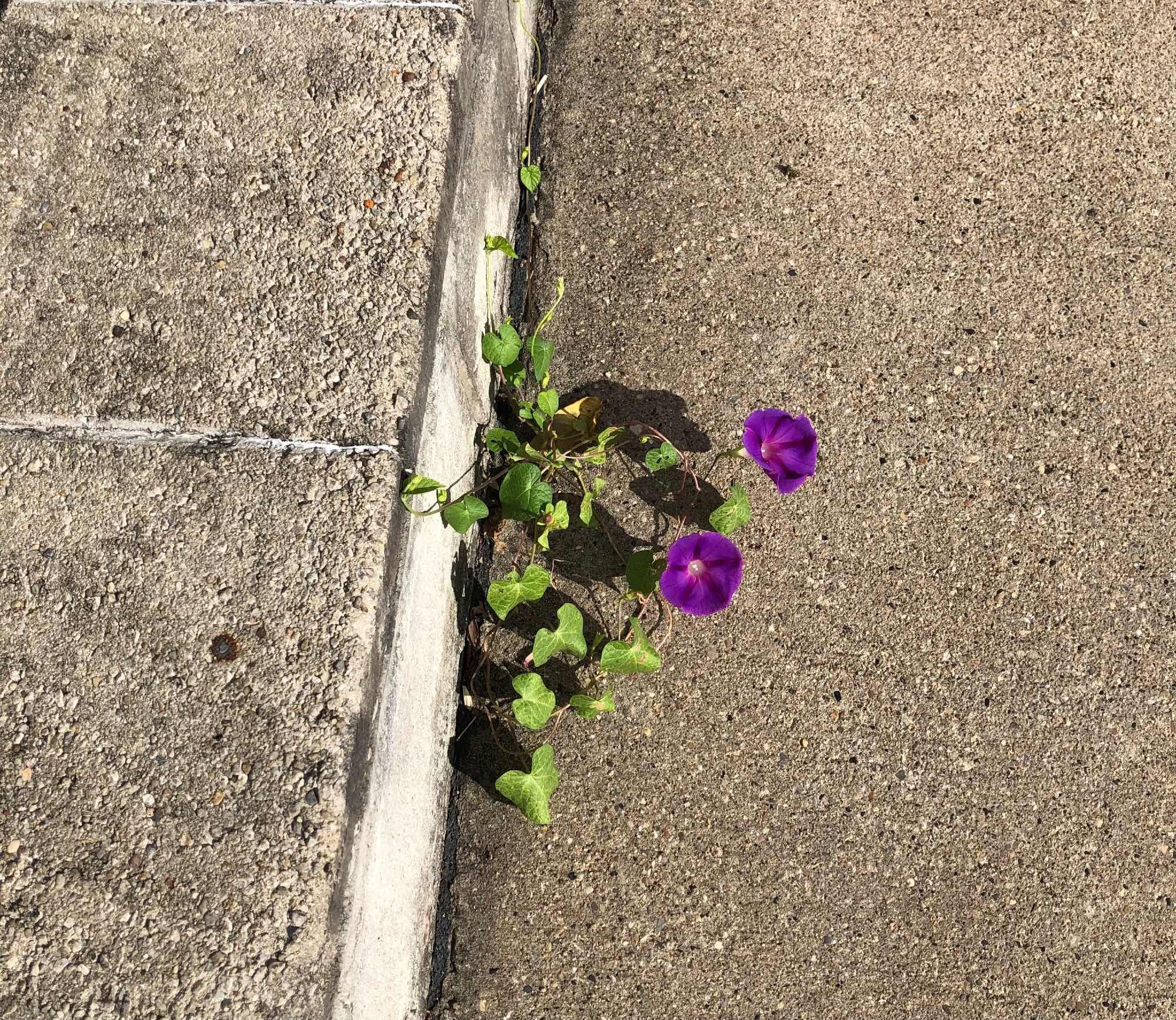 Purple red morning glory growing out if a crack in cement