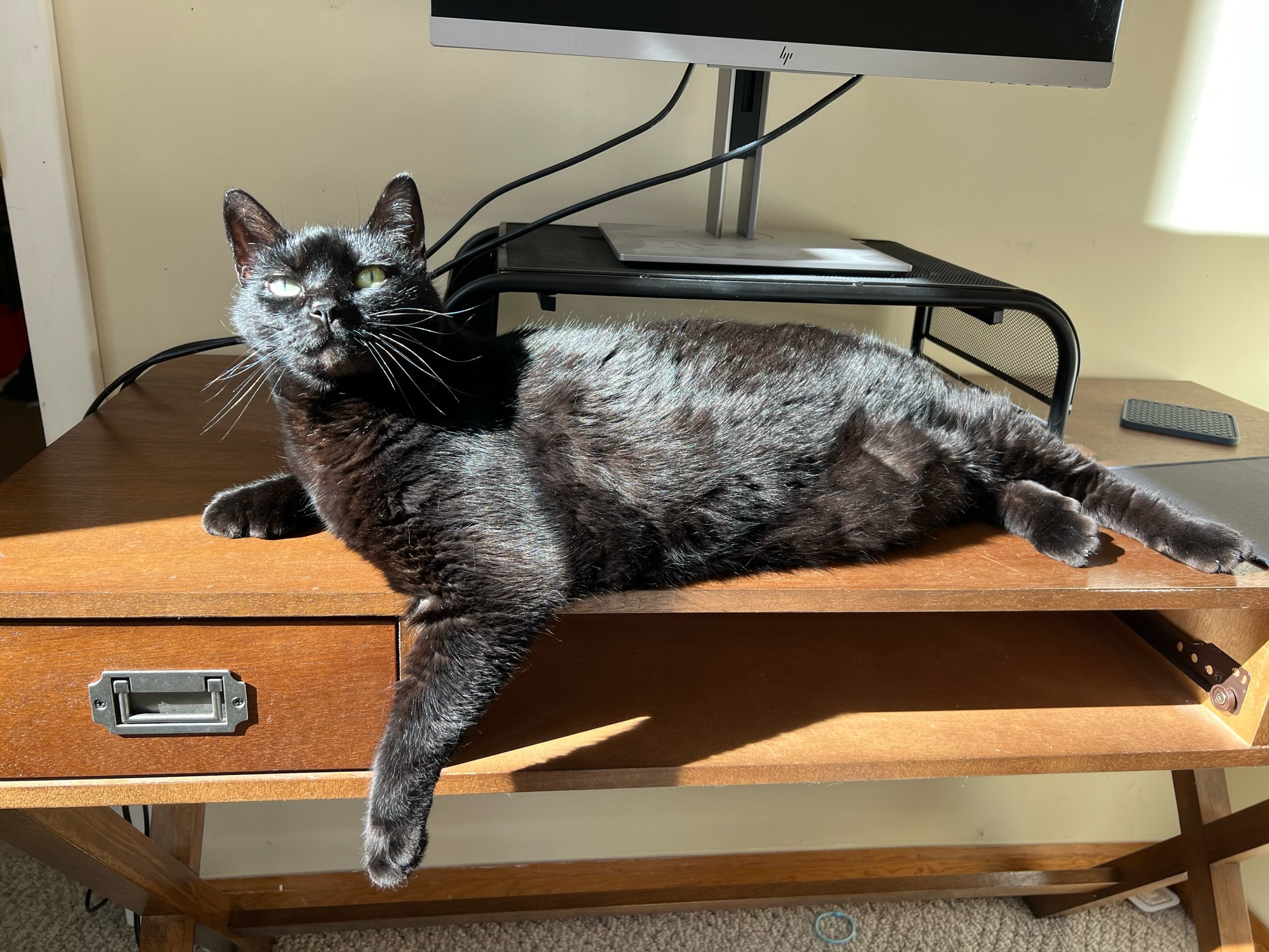 A black cat lounging on a desk in a sunbeam. She has one arm hanging down over the front of the desk and she is looking up at the camera. 