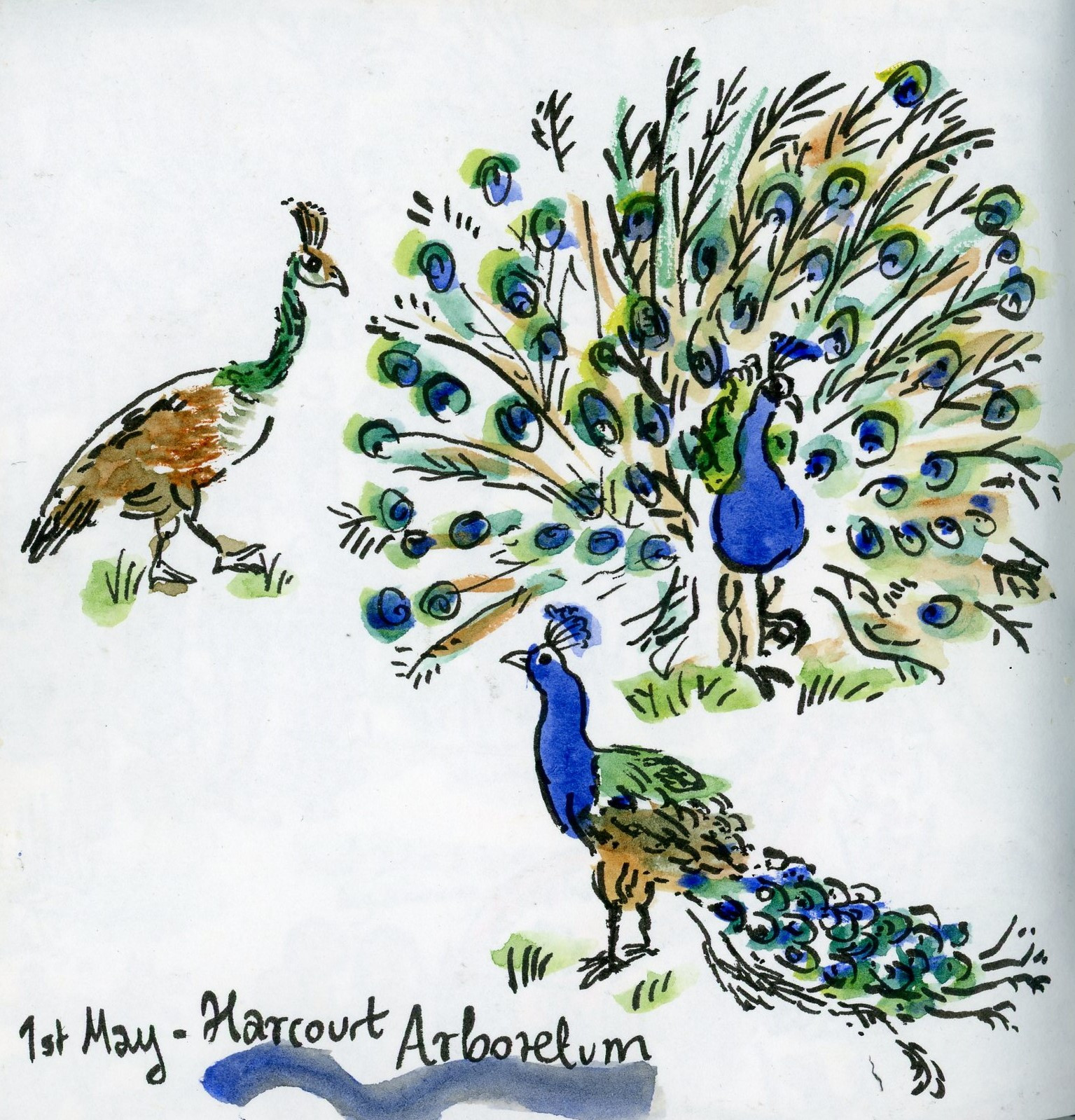 Sketches of peacocks at Harcourt Arboretum