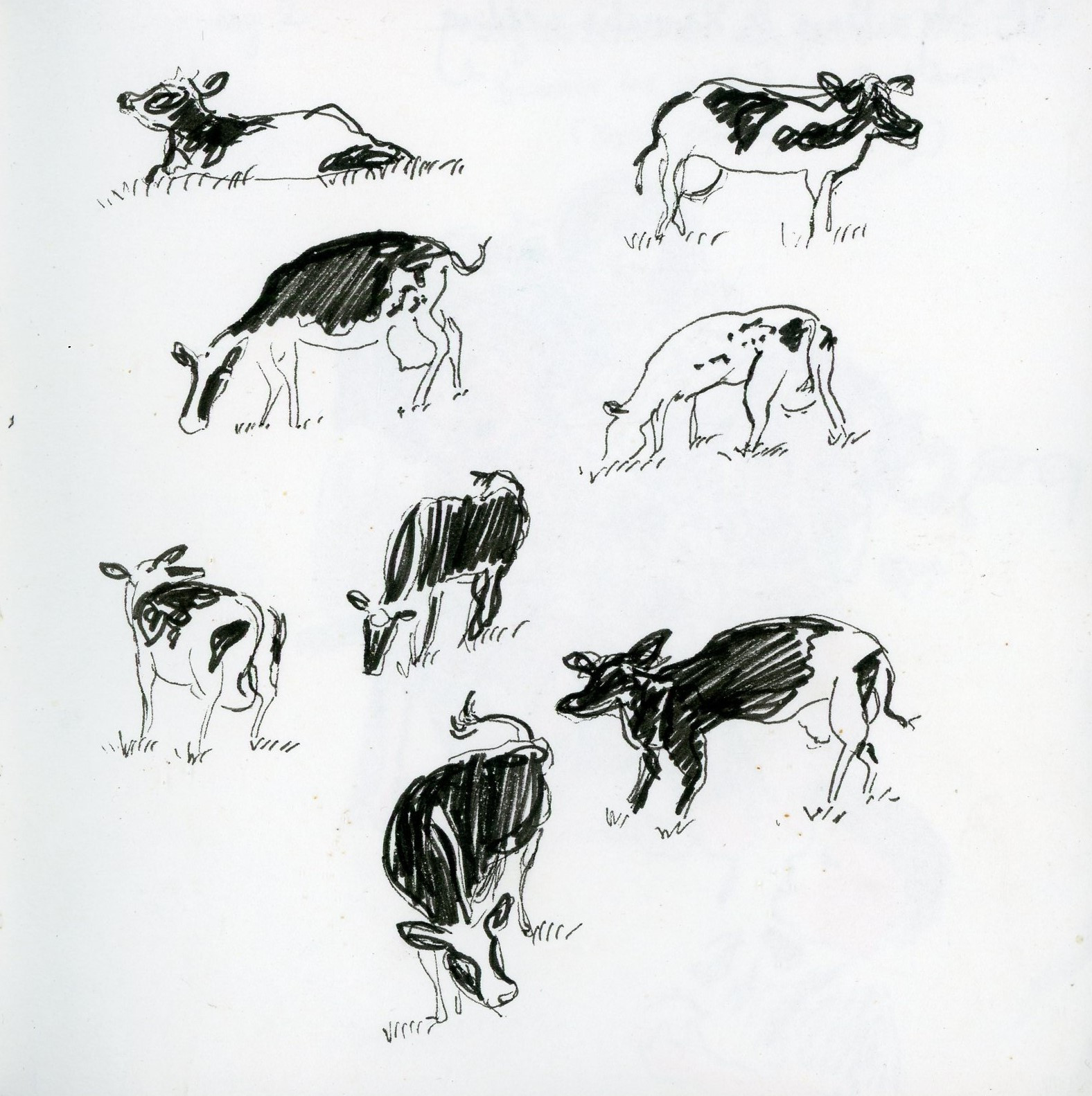 Sketch of eight black and white cows