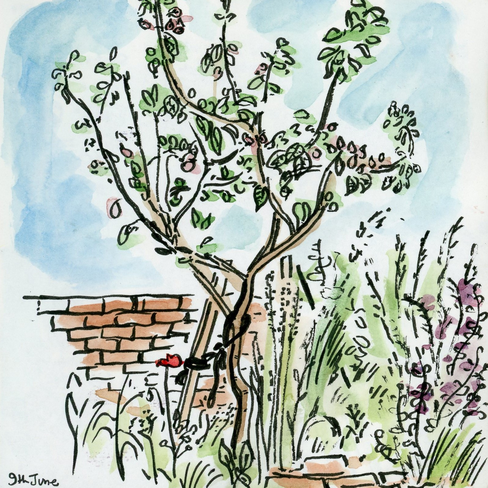 Sketch of a young apple tree in leaf, plants, and a poppy