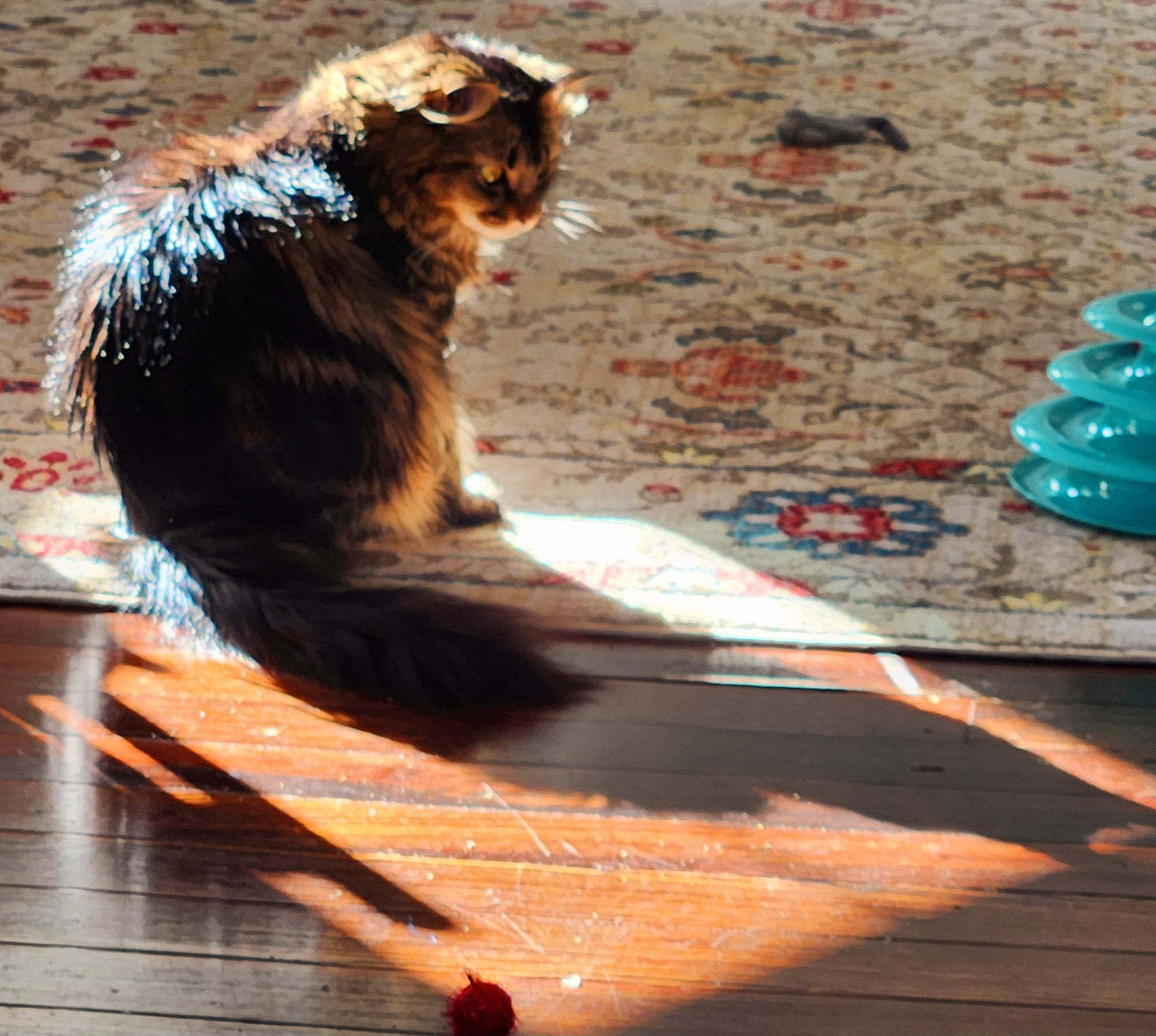 A fluffy tabby sits in a patch of sunshine, gazing pensively at her cat-shaped shadow