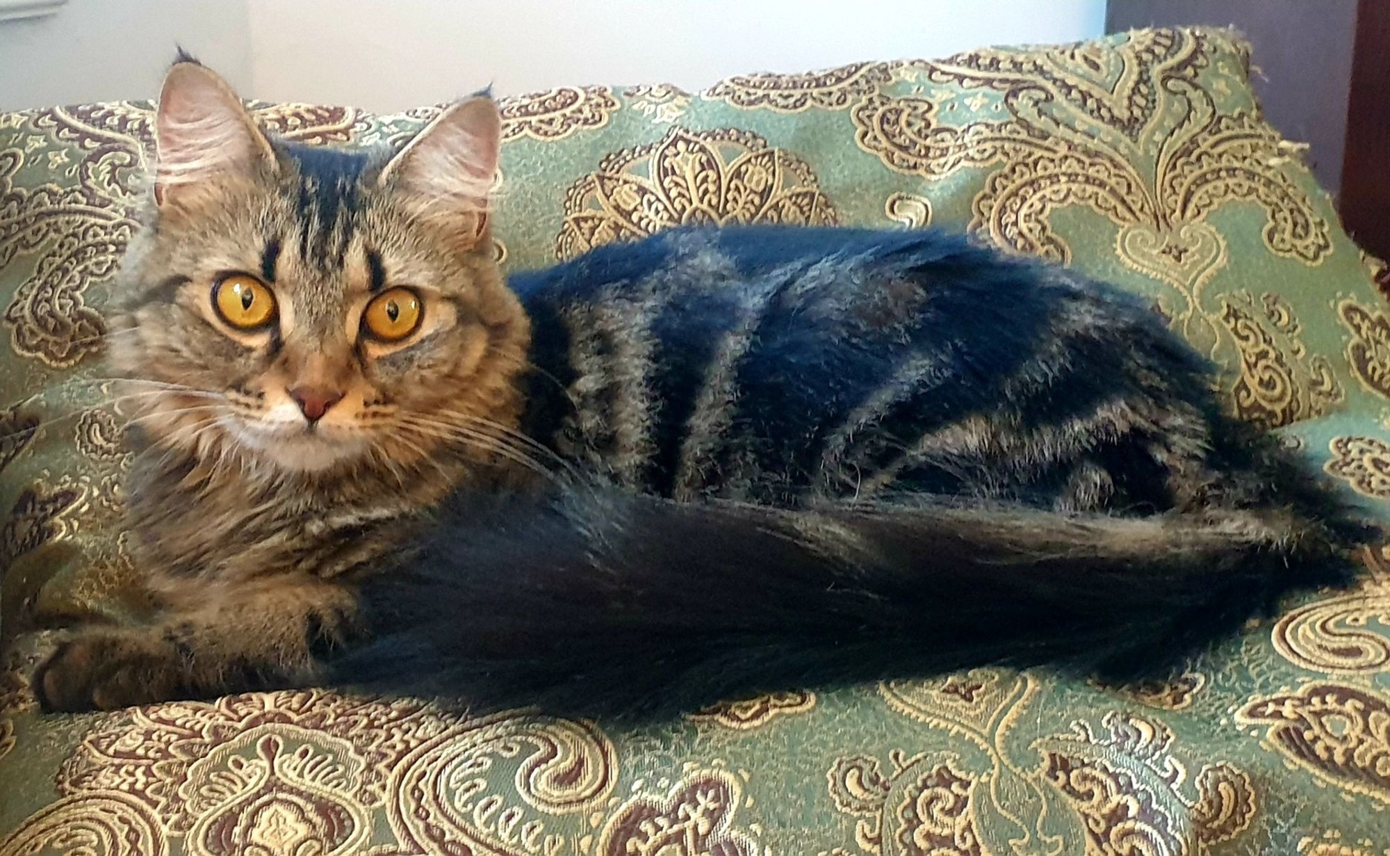 A tabby tries to relax on a green paisley pillow