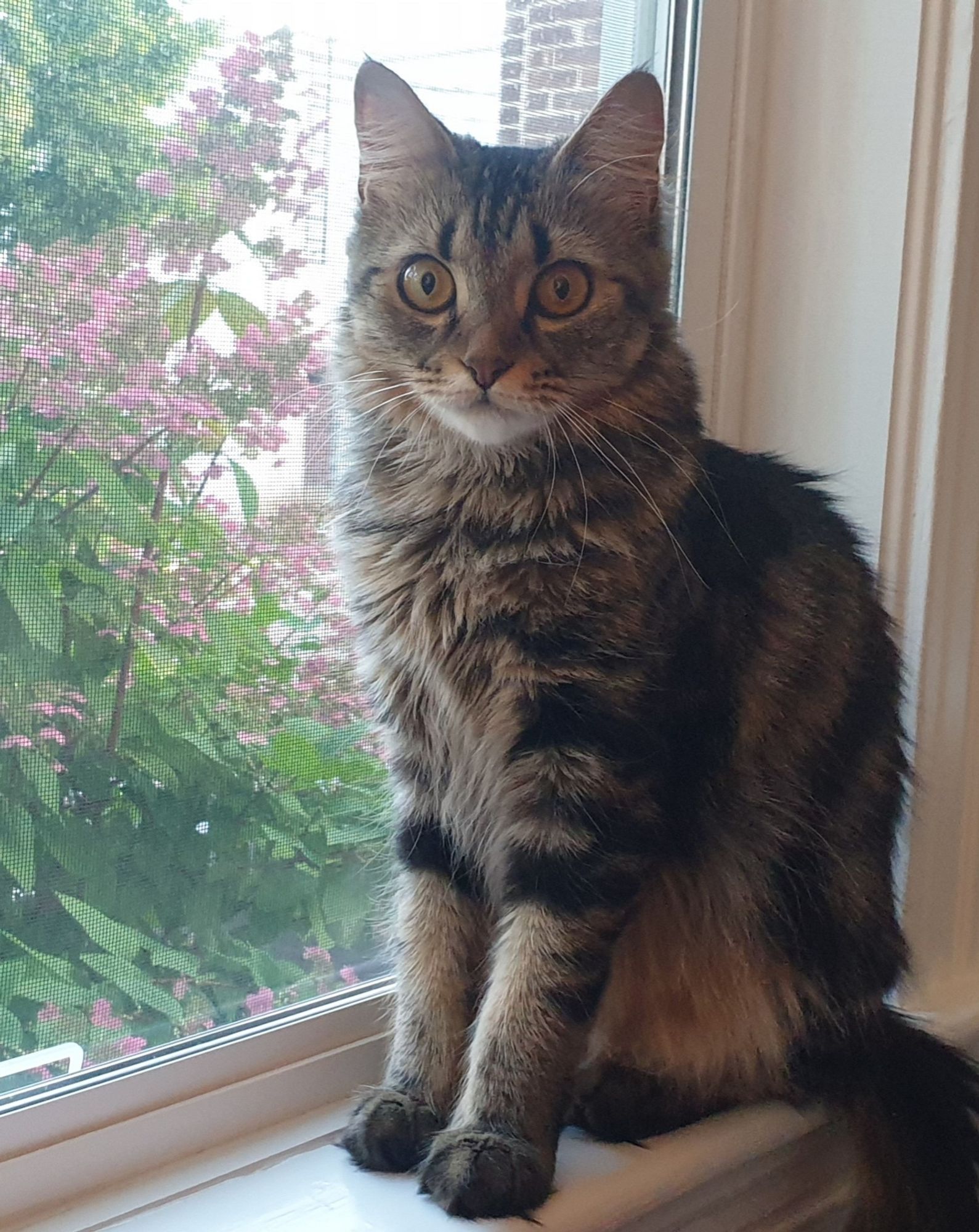 A tabby sits nervously on a windowsill against a backdrop of pink flowers in a garden