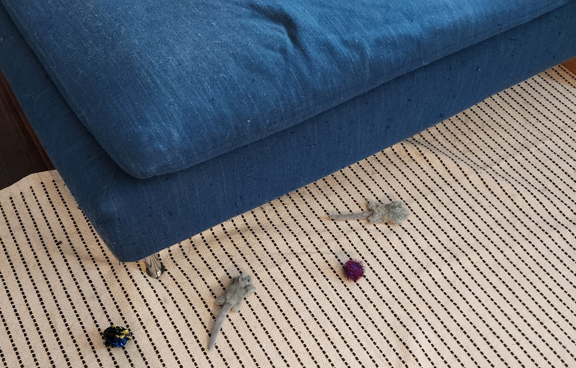 An array of cat toys spread on the carpet around a blue couch