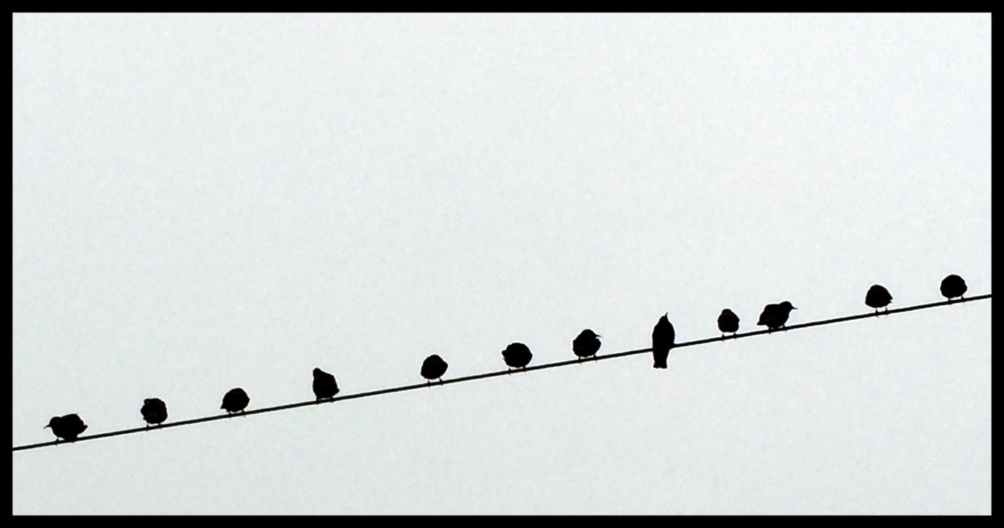 Von links unten nach rechts oben im Bild verläuft eine Leitung, auf der in regelmäßigen Abständen Vögelchen sitzen. Das Bild ist vor grauem Himmel im Gegenlicht fotografiert, man sieht nur schwarze Umrisse der Vögel.