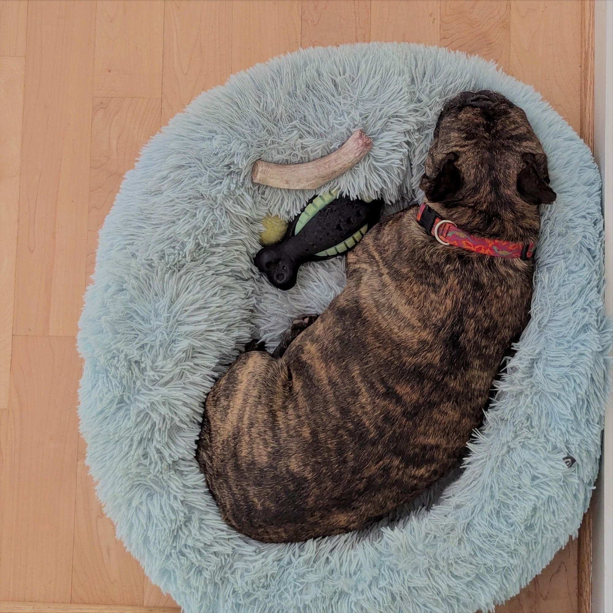 overhead photo of brindle French bulldog lying in a light blue dog bed