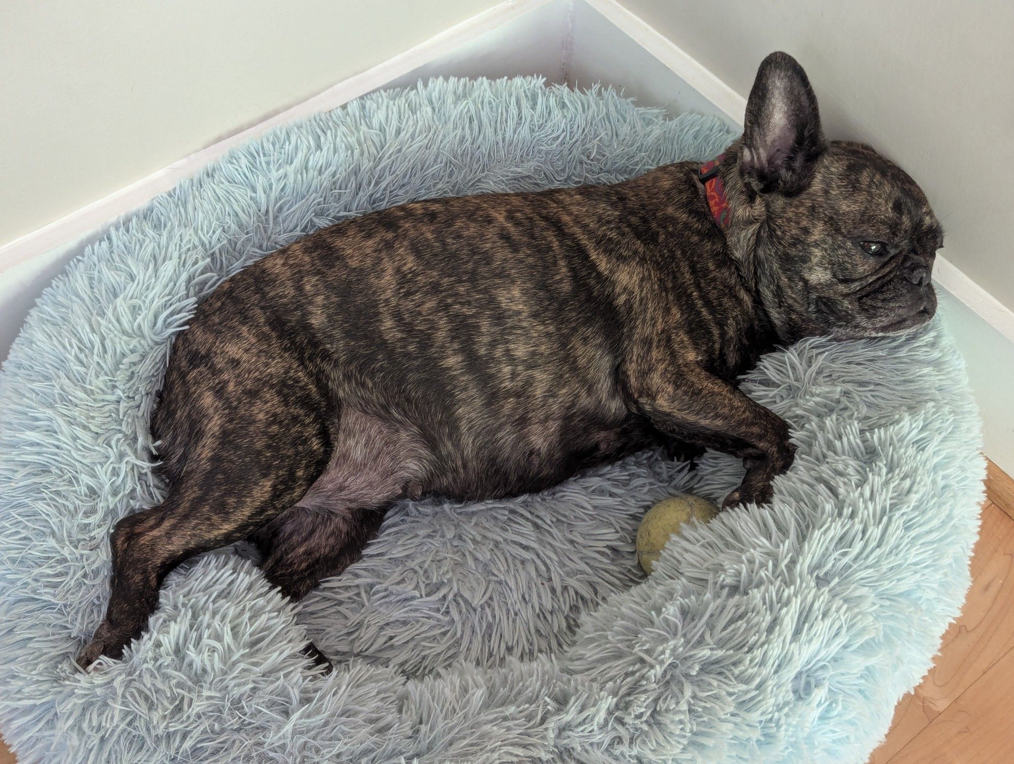 photo of brindle French bulldog lying sleepily in a light blue dog bed, with her tennis ball