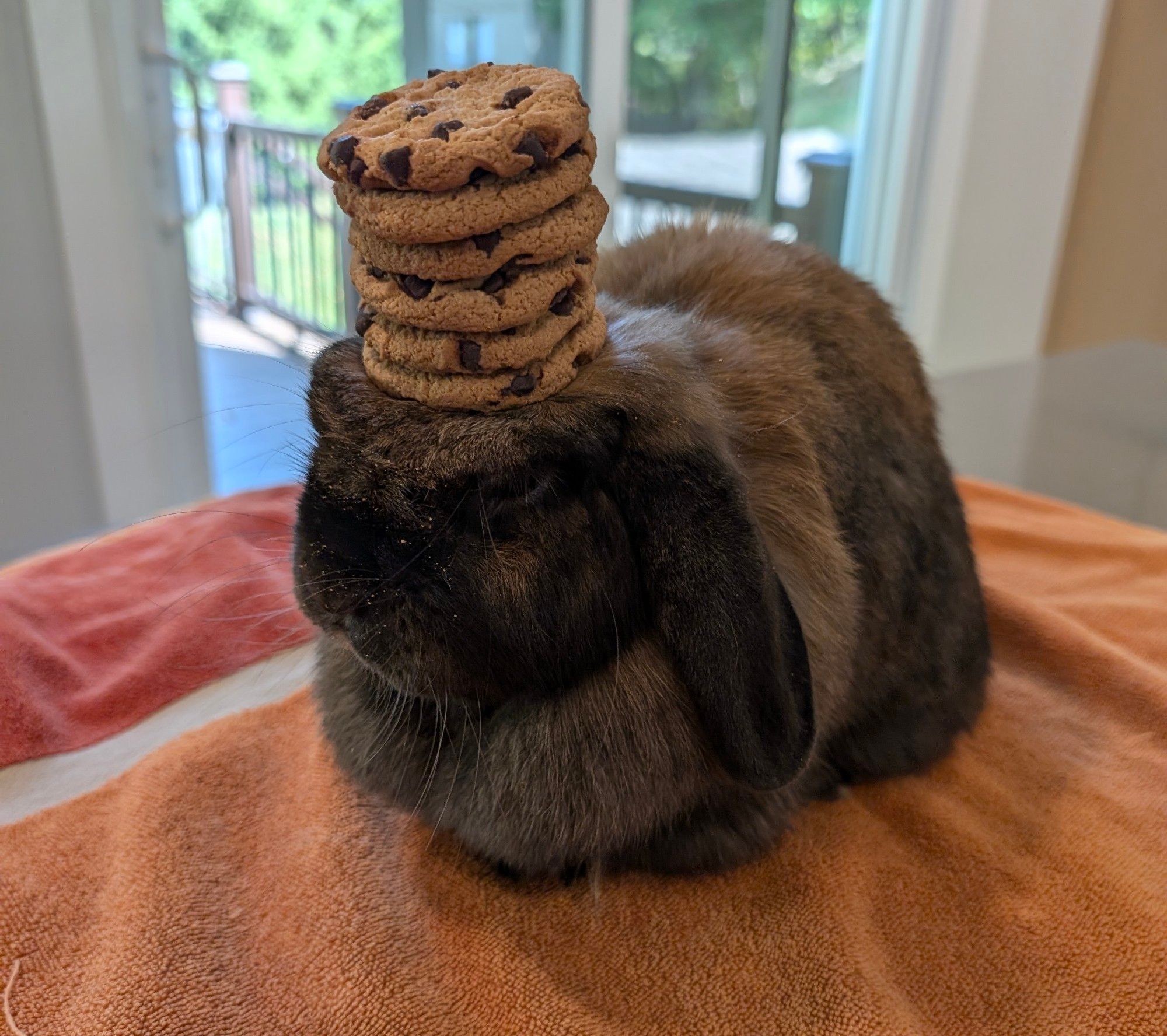 A Brown lop eared bunny atop an orange towel. There are 6 chocolate chip cookies stacked neatly atop his head.