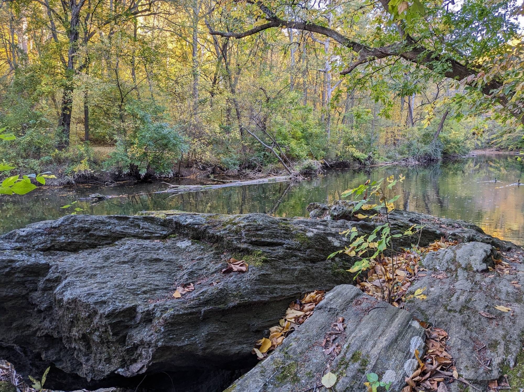 Photo of wissahickon creek, early fall foliage