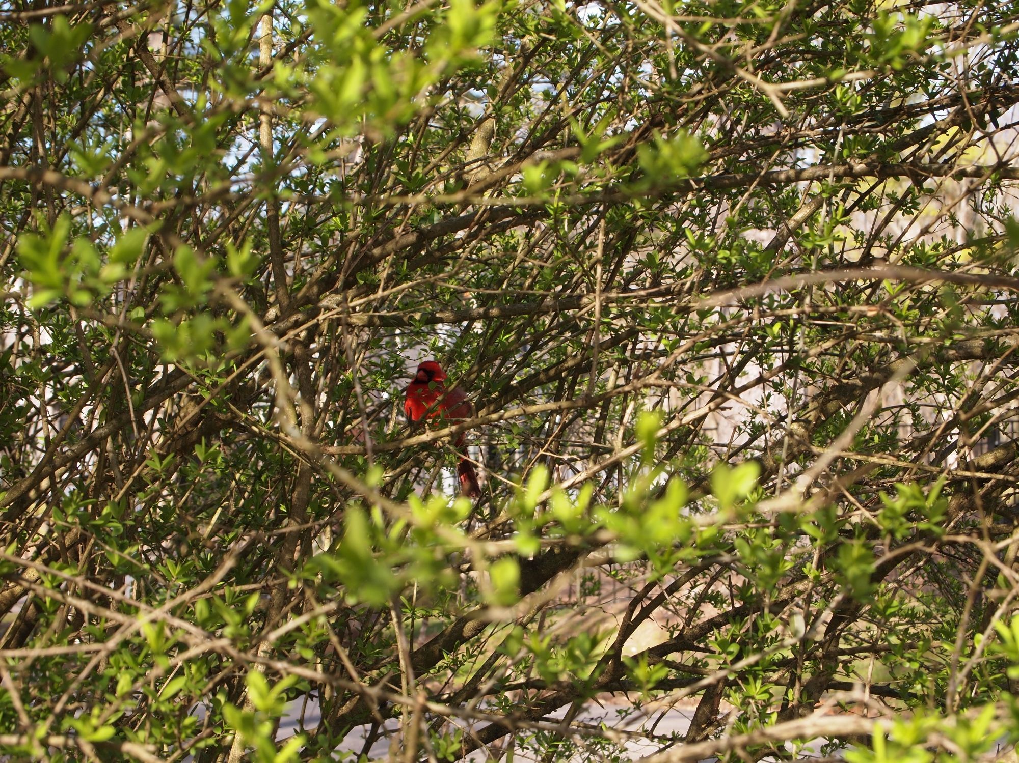 A cardinal perched in bramble