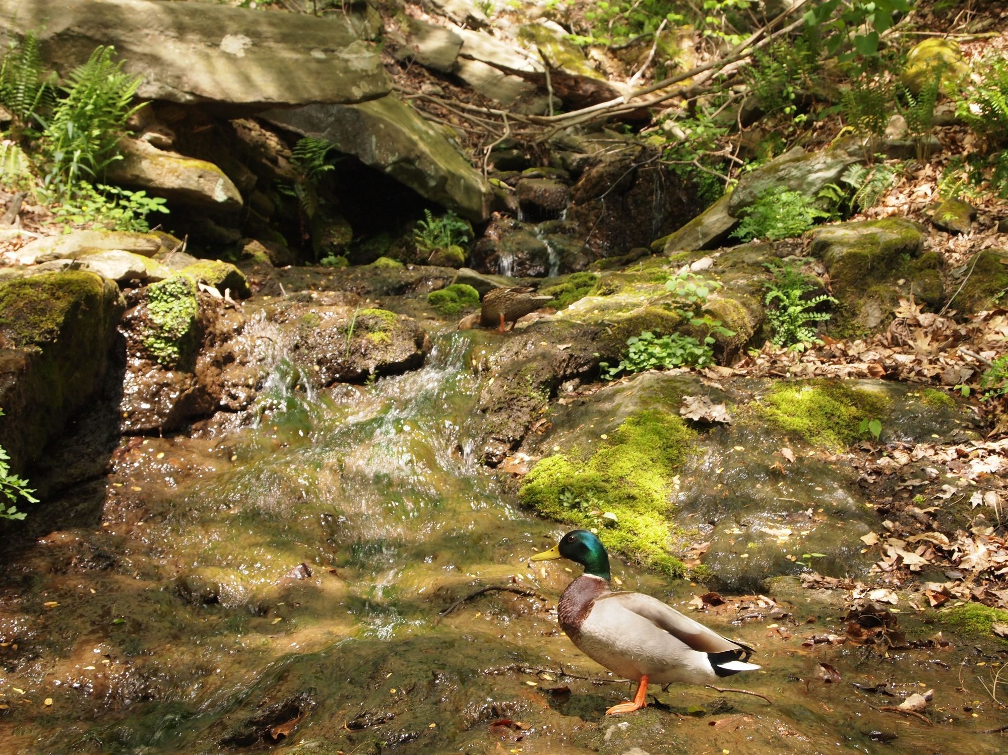 Pair of ducks in a stream