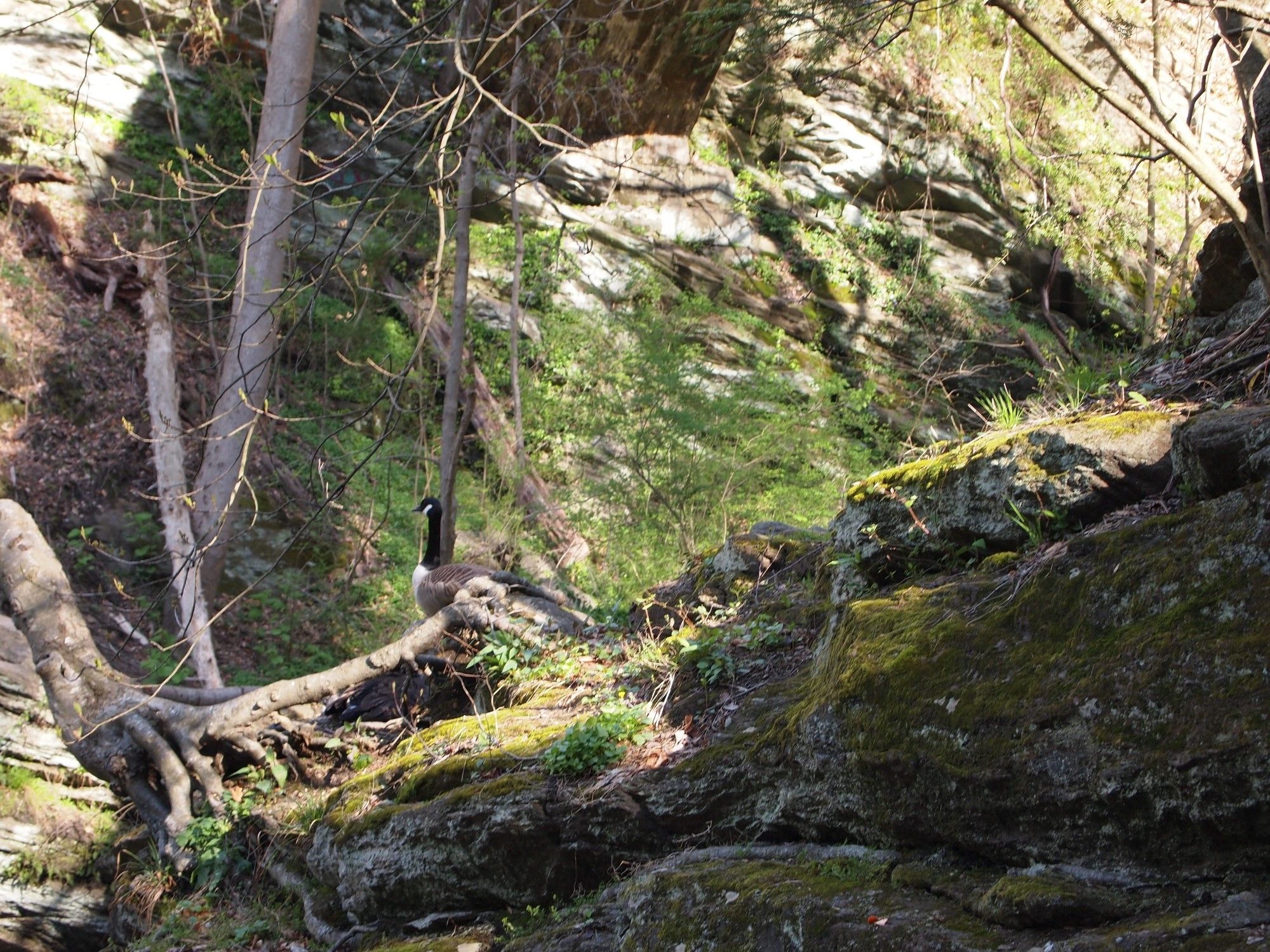 Canadian goose perched on a cliff