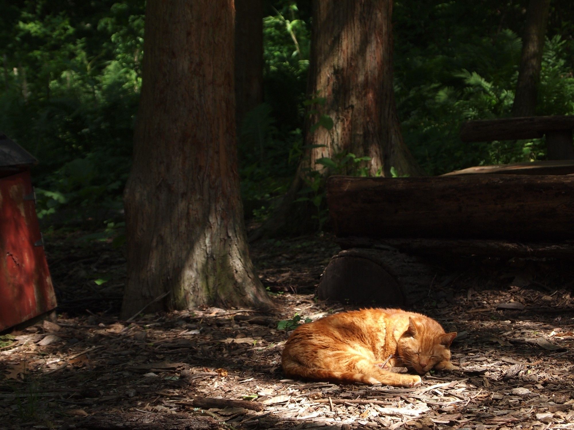 Orange cat sleeping under a sunbeam in the woods