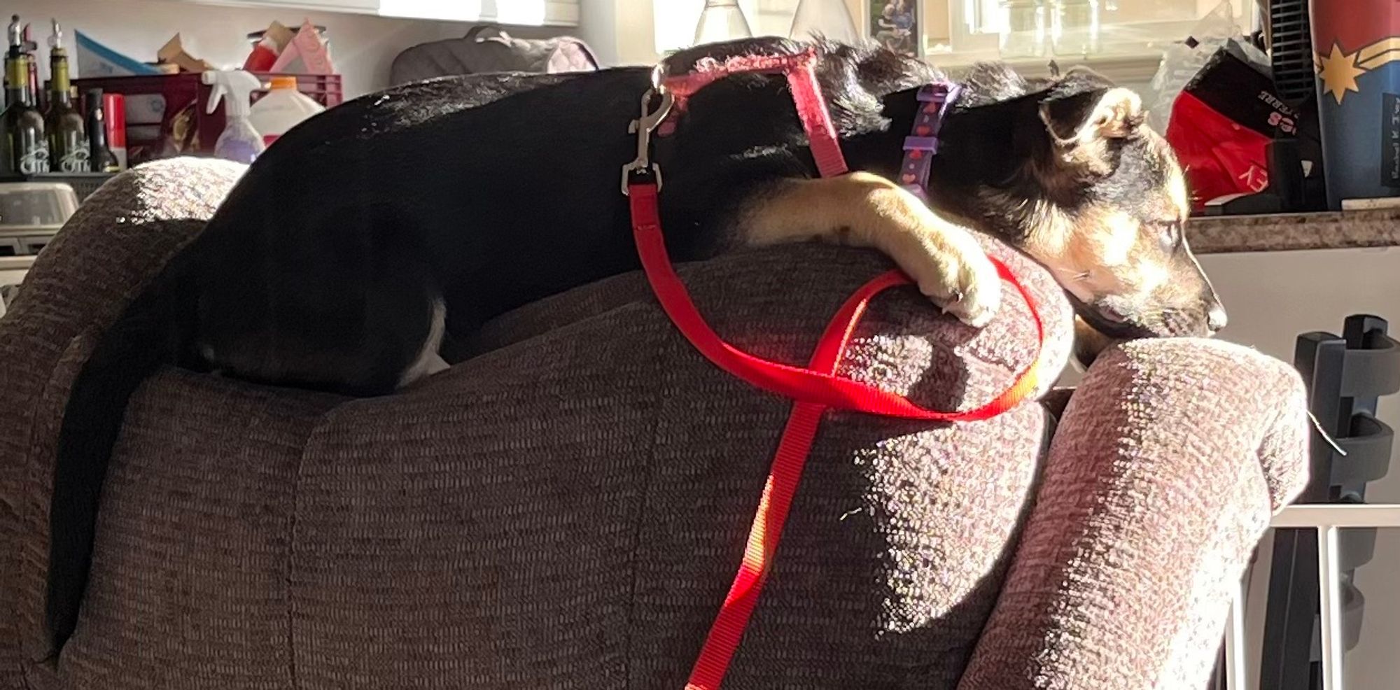 Ember resting adorably atop an overstuffed chair in sunlight, a black and tan mutt. Everyone who meets her loves her.