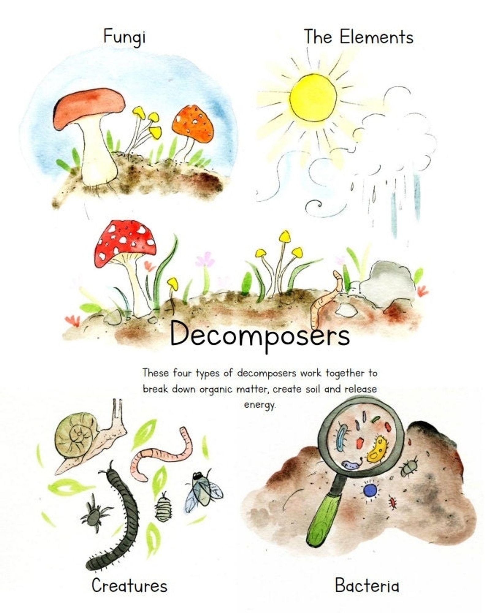 An image of various decomposers, including fungi, invertebrates, and bacteria.