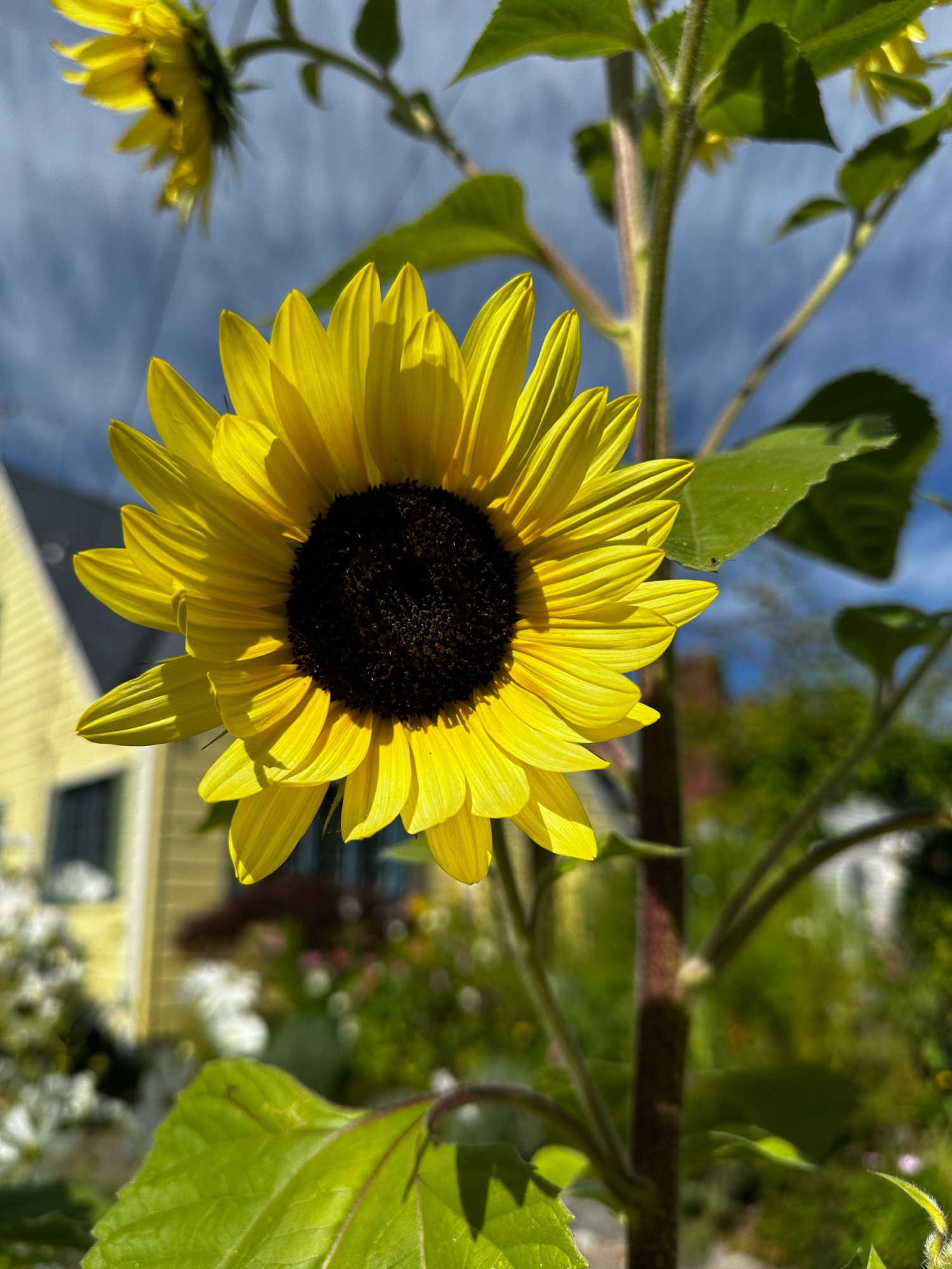 A cheery yellow sunflower with a black center