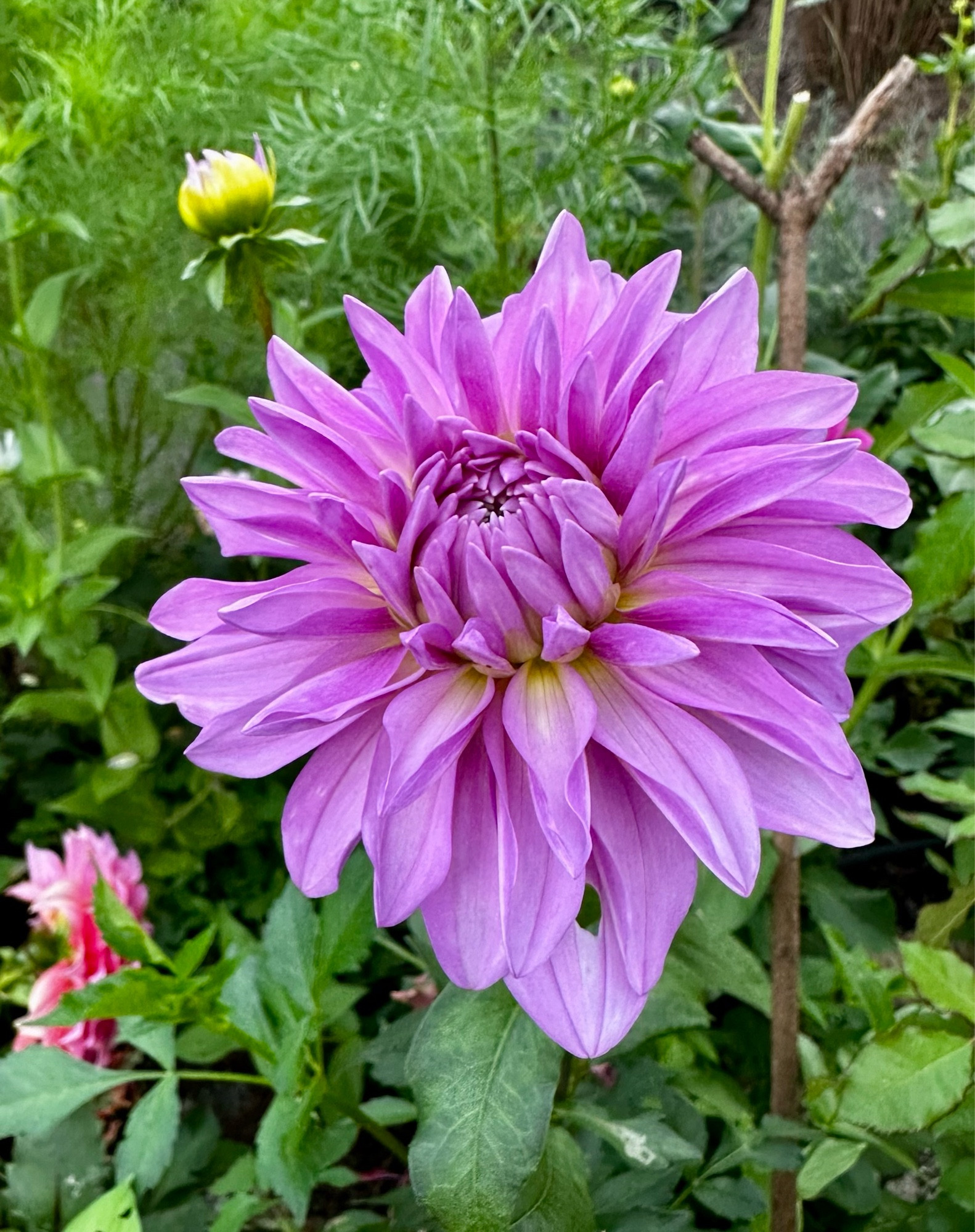 An orchid purple dahlia blooming amid greenery.