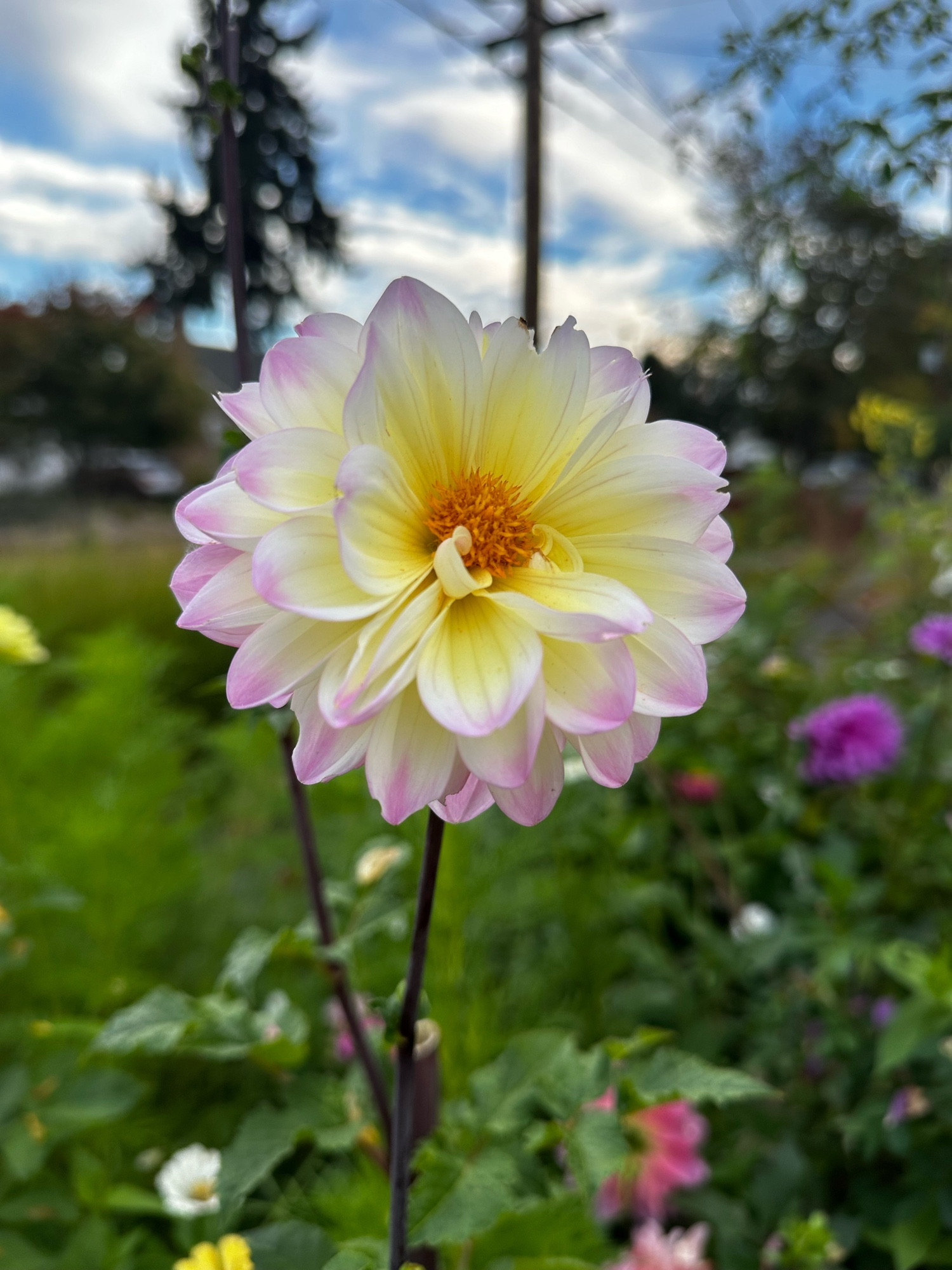 A dahlia with a yellow orange center and pink tipped petals