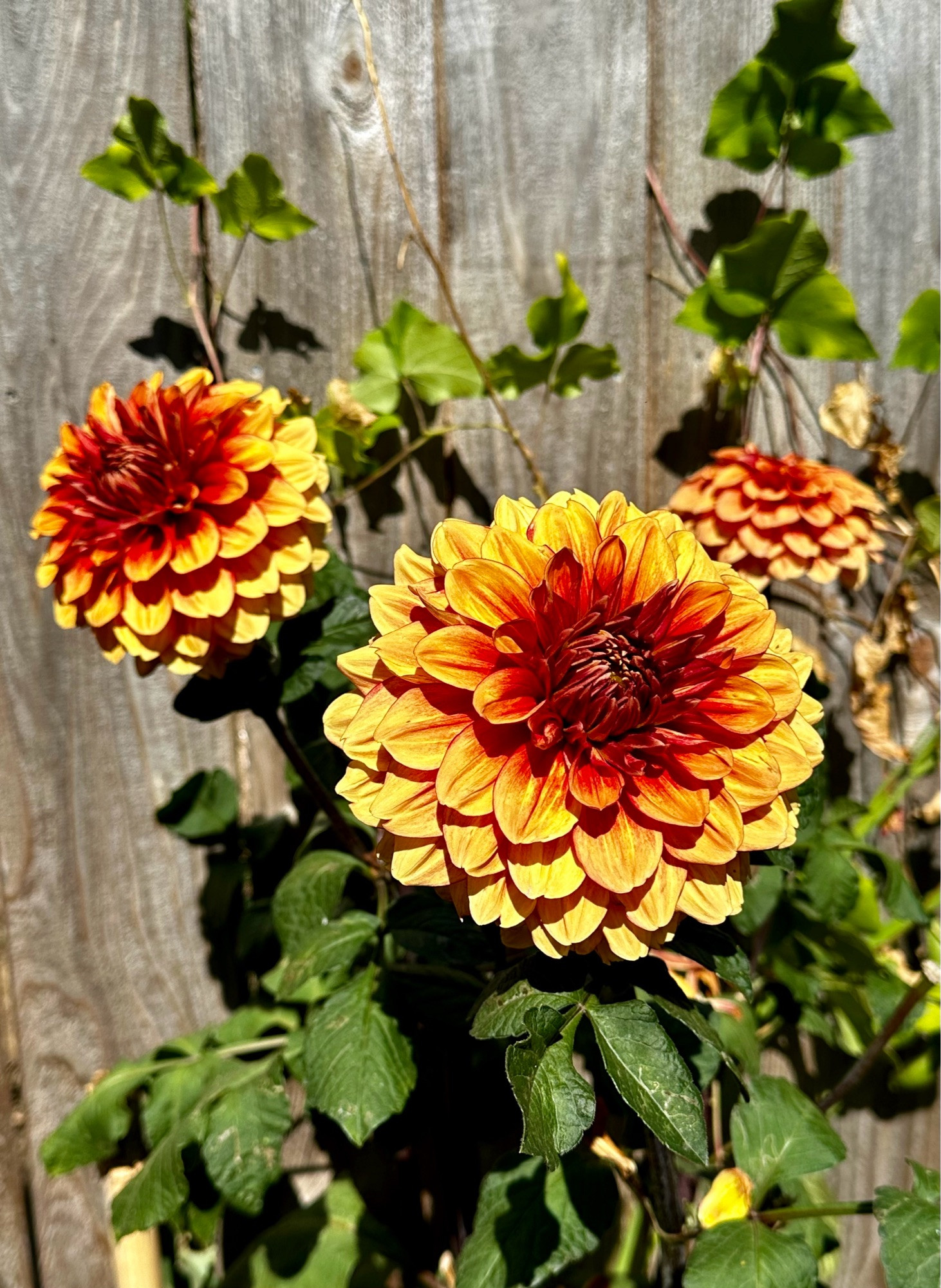 A large yellow and orange dahlia in focus with more blooms behind it