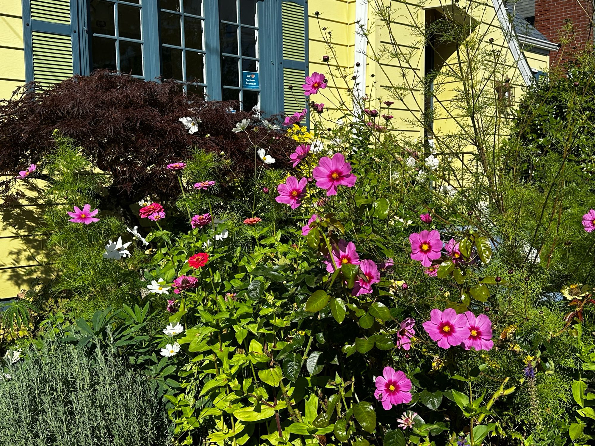 Zinnias and cosmos crowded among roses that are between flushes before a yellow housefront with blue shutters