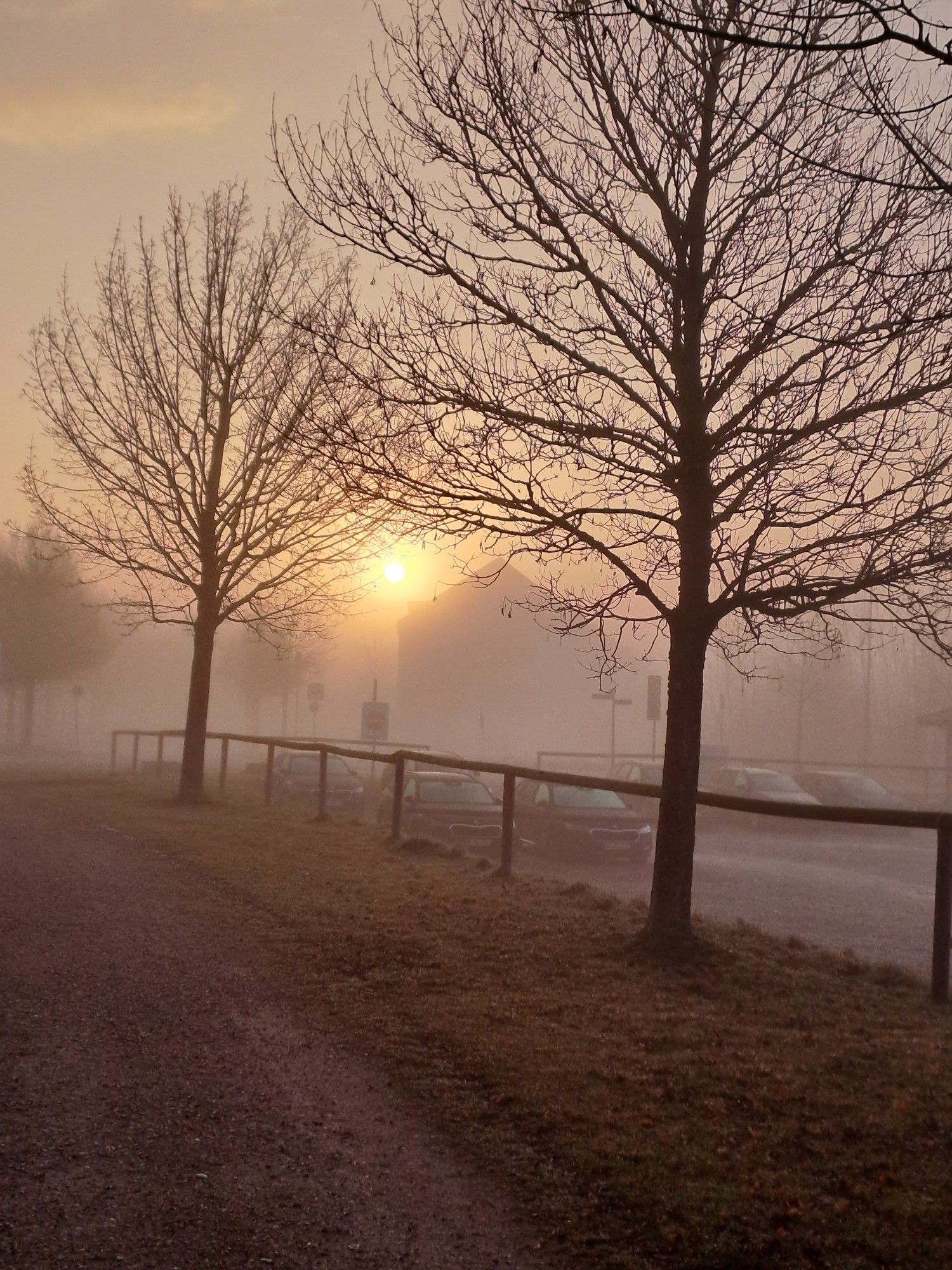 Sonnenaufgang zwischen Bäumen im Nebel