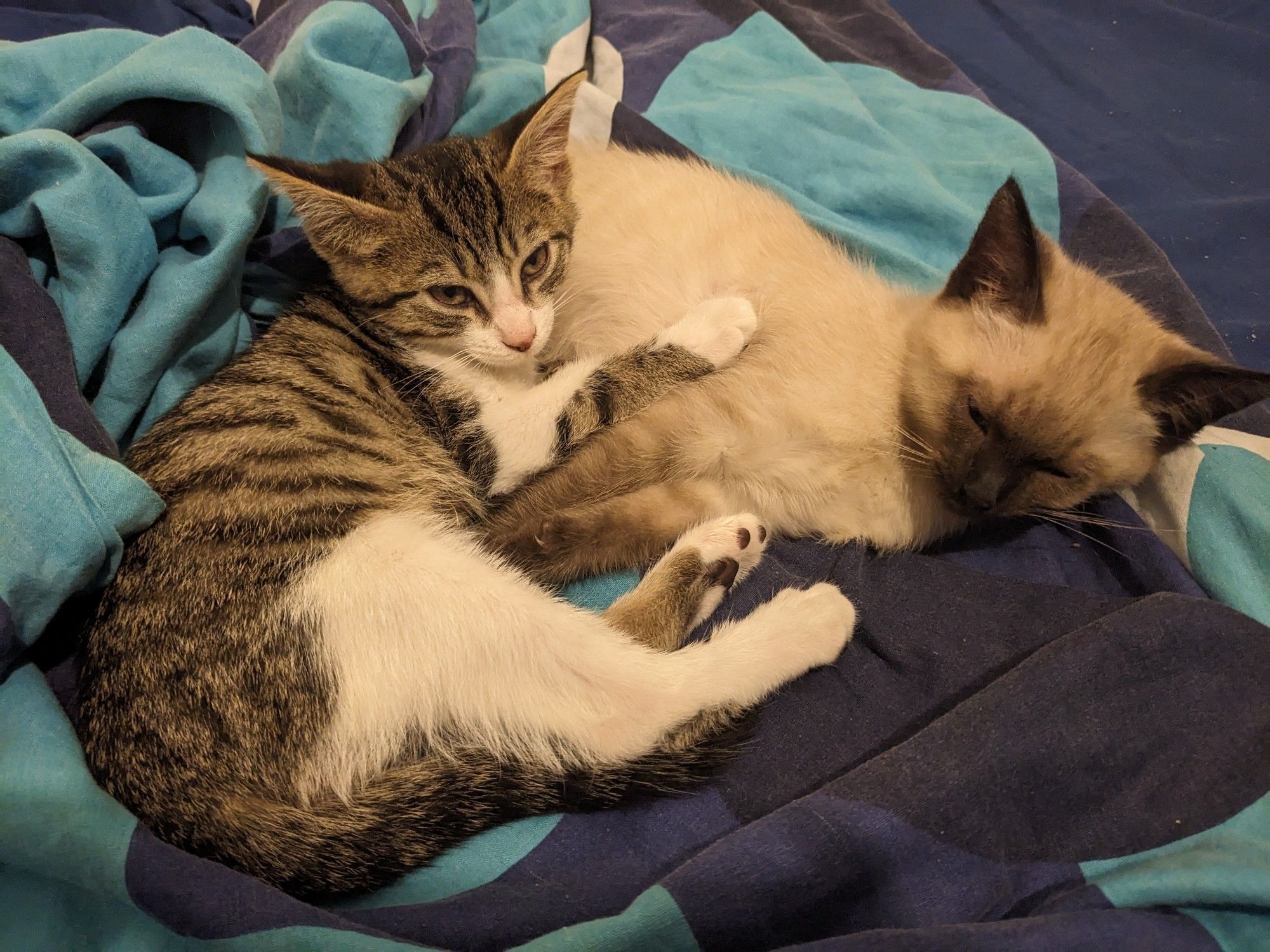 2 chatons en train de se reposer en se faisant des câlins