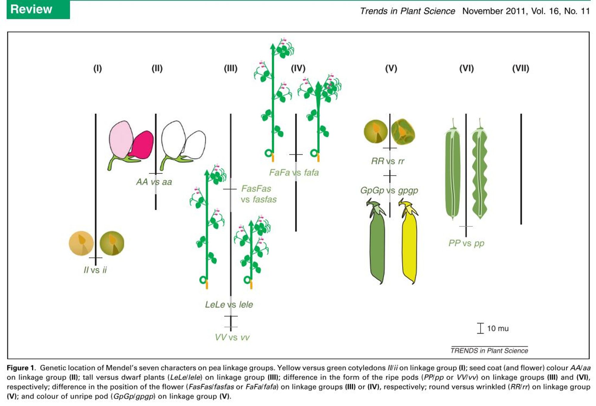 The seven traits Mendel looked at: Yellow versus green cotyledons, seed coat and flower color, tall versus dwarf plants, difference in the form of the ripe pods, difference in the position of the flower, round versus wrinkled seed, and colour of unripe pod.
From the publication Ellis, T. H. N., Hofer, J. M. I., Timmerman-Vaughan, G. M., Coyne, C. J., & Hellens, R. P. (2011). Mendel, 150 years on. Trends in Plant Science, 16(11), 590–596. https://doi.org/10.1016/j.tplants.2011.06.006