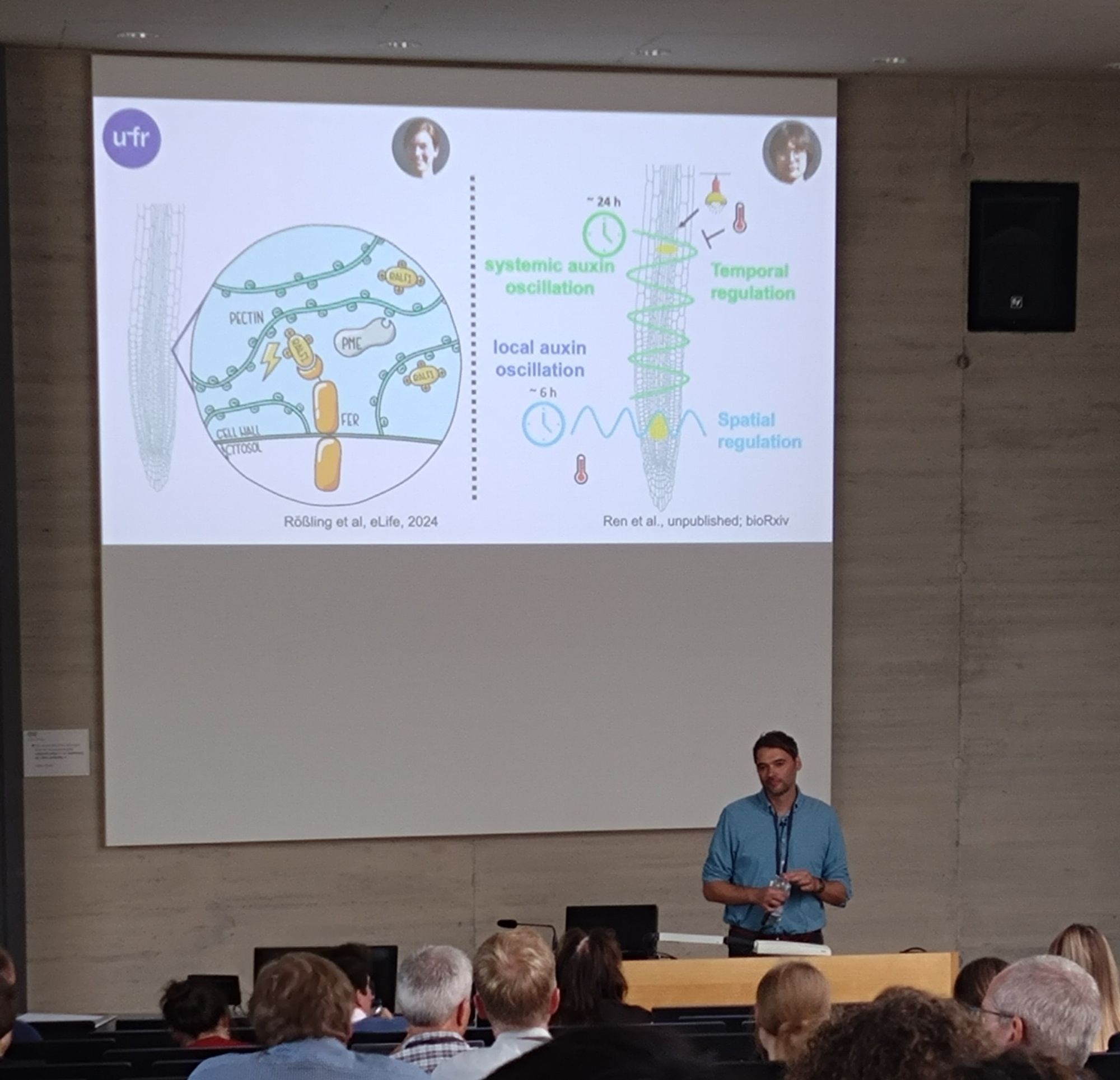 Jürgen Kleine-Vehn on stage. On the slide are the models from these two papers:

https://elifesciences.org/reviewed-preprints/96943

https://www.biorxiv.org/content/10.1101/2024.08.16.608248v1