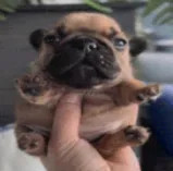 me rn (a small pug being held like an apple)