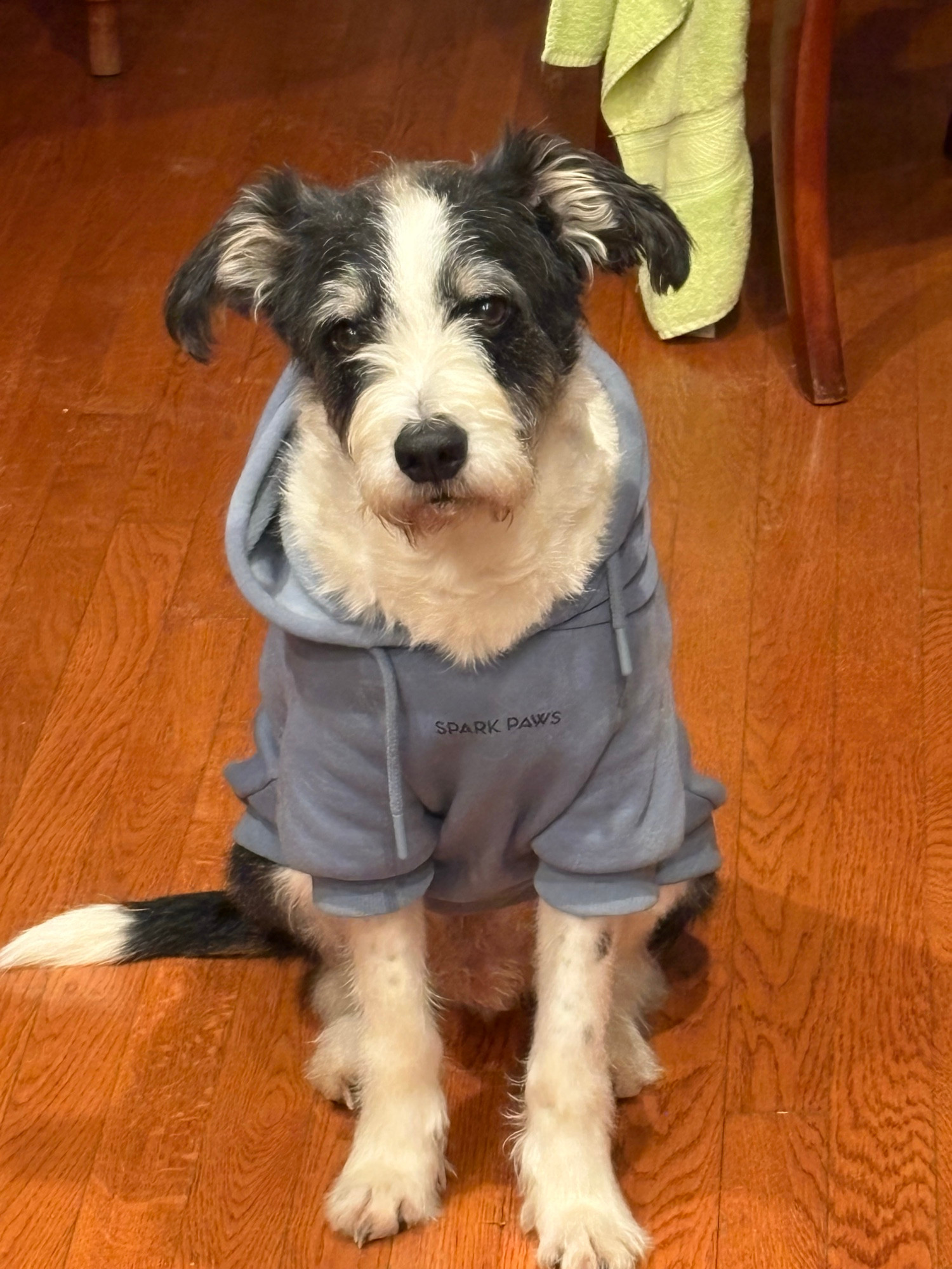 Adorable mutt with slightly shaggy black and white fur and droopy ears sits up politely as if posing. He looks forlornly into the camera because his owners made him wear a light blue hoodie sweatshirt. He is still adorable. 