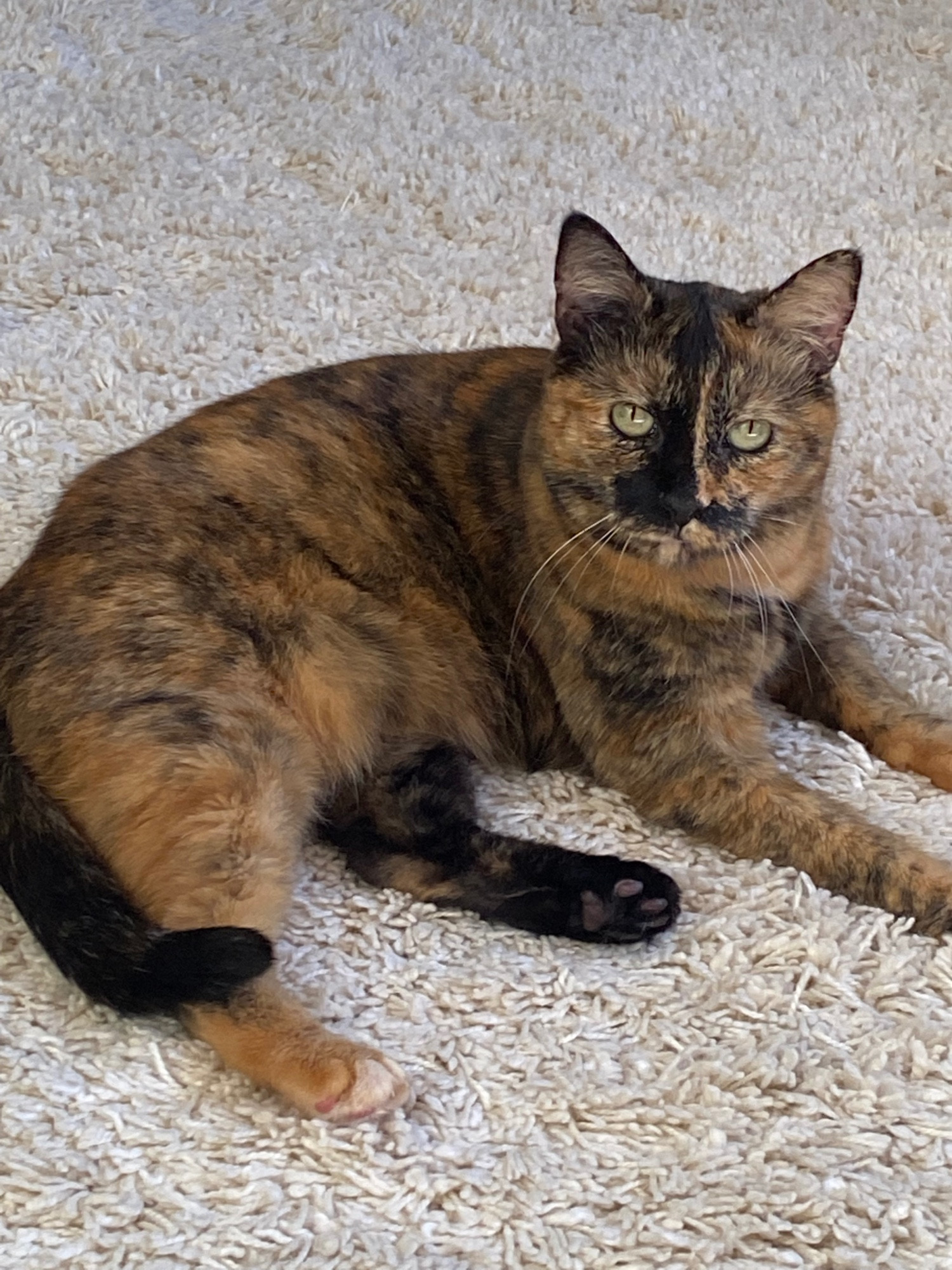 A small tortoiseshell cat with green eyes sitting on a white rug