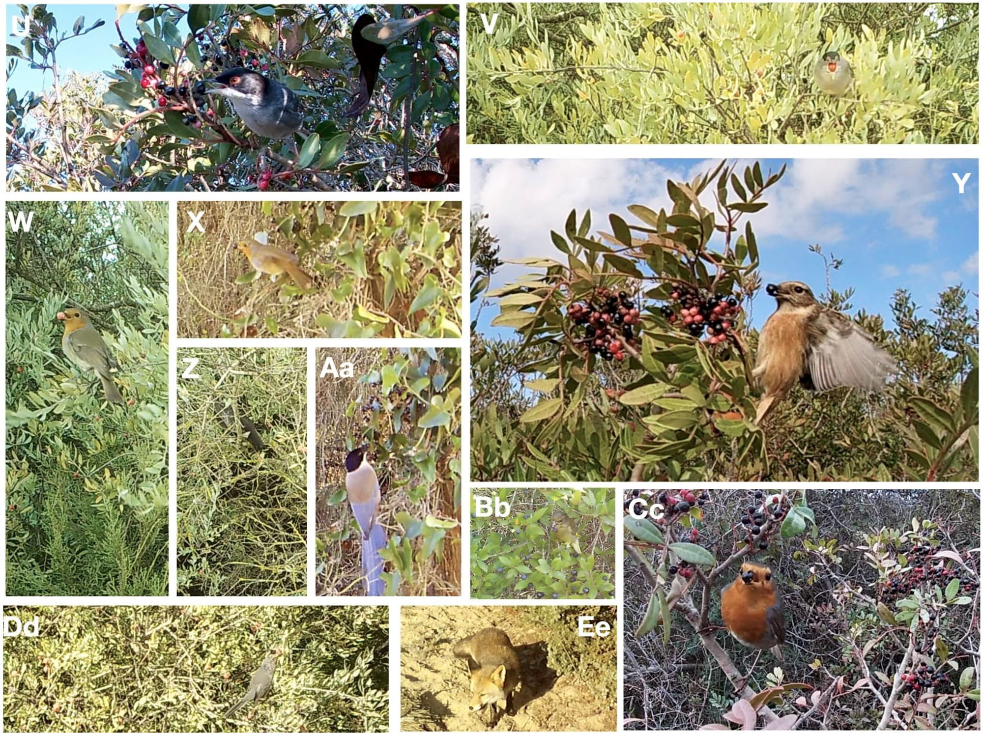 Pictures of birds and mammals consuming wild fruits in Doñana, southern Spain