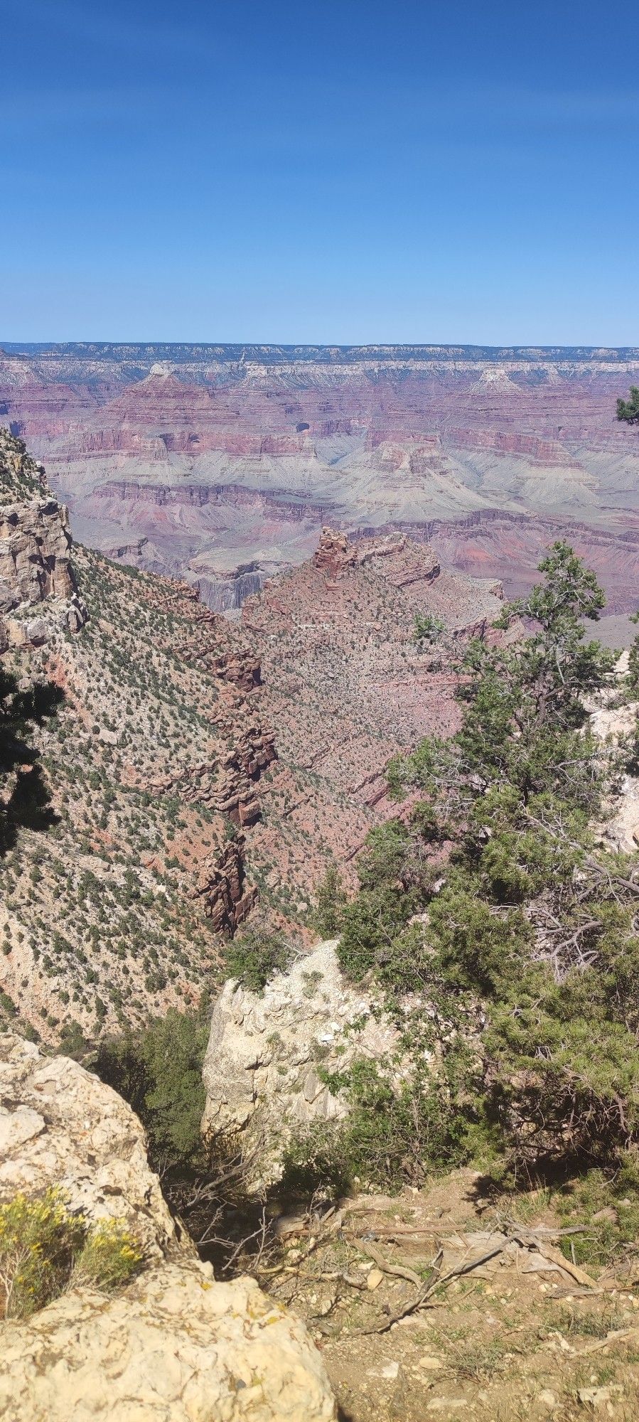 Grand Canyon
Einzelner Baum und dahinter die bekannten, gemusterten Felswände