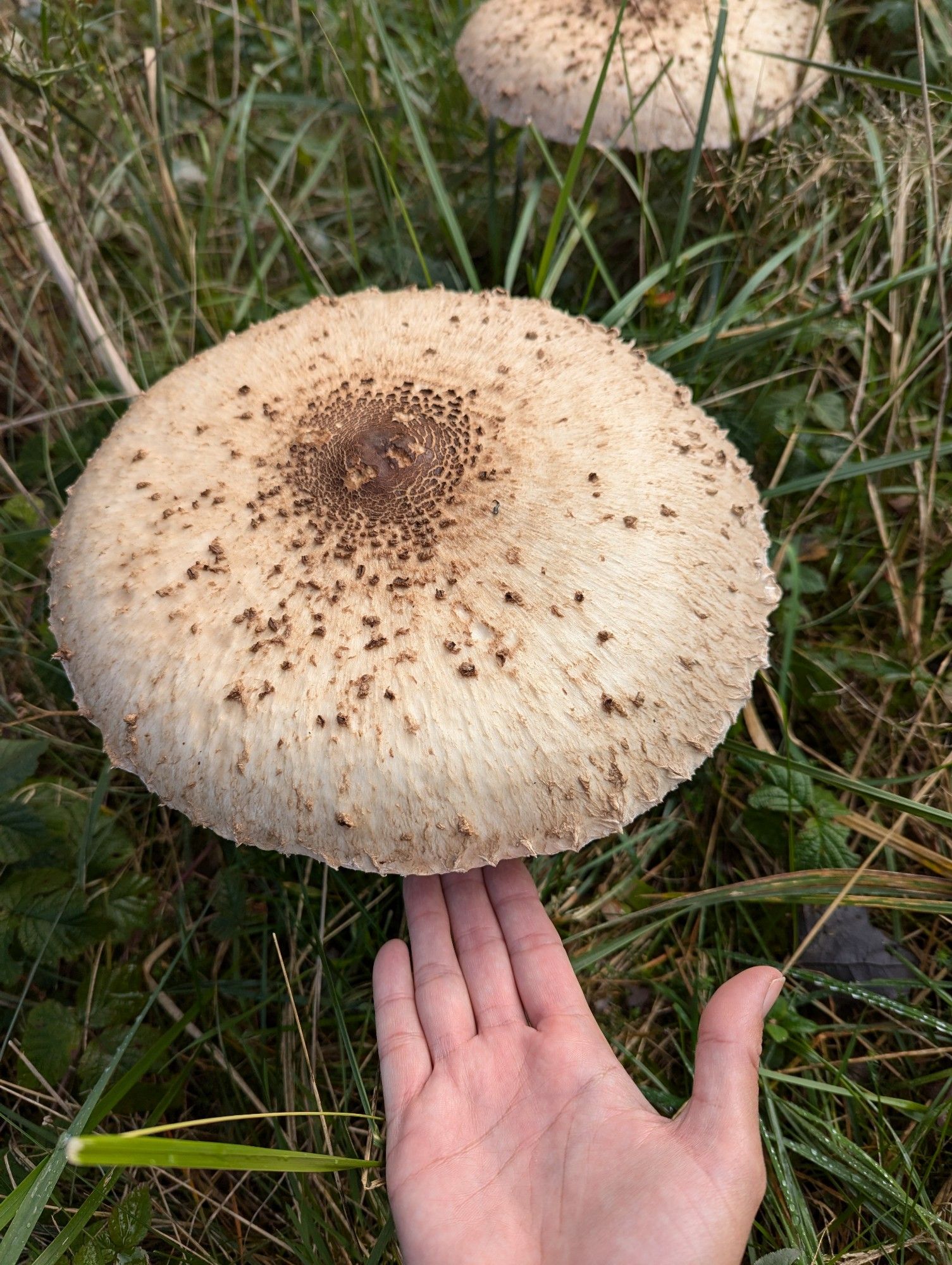 Hand voor schaal. Grote witte hoed met bruin in het midden