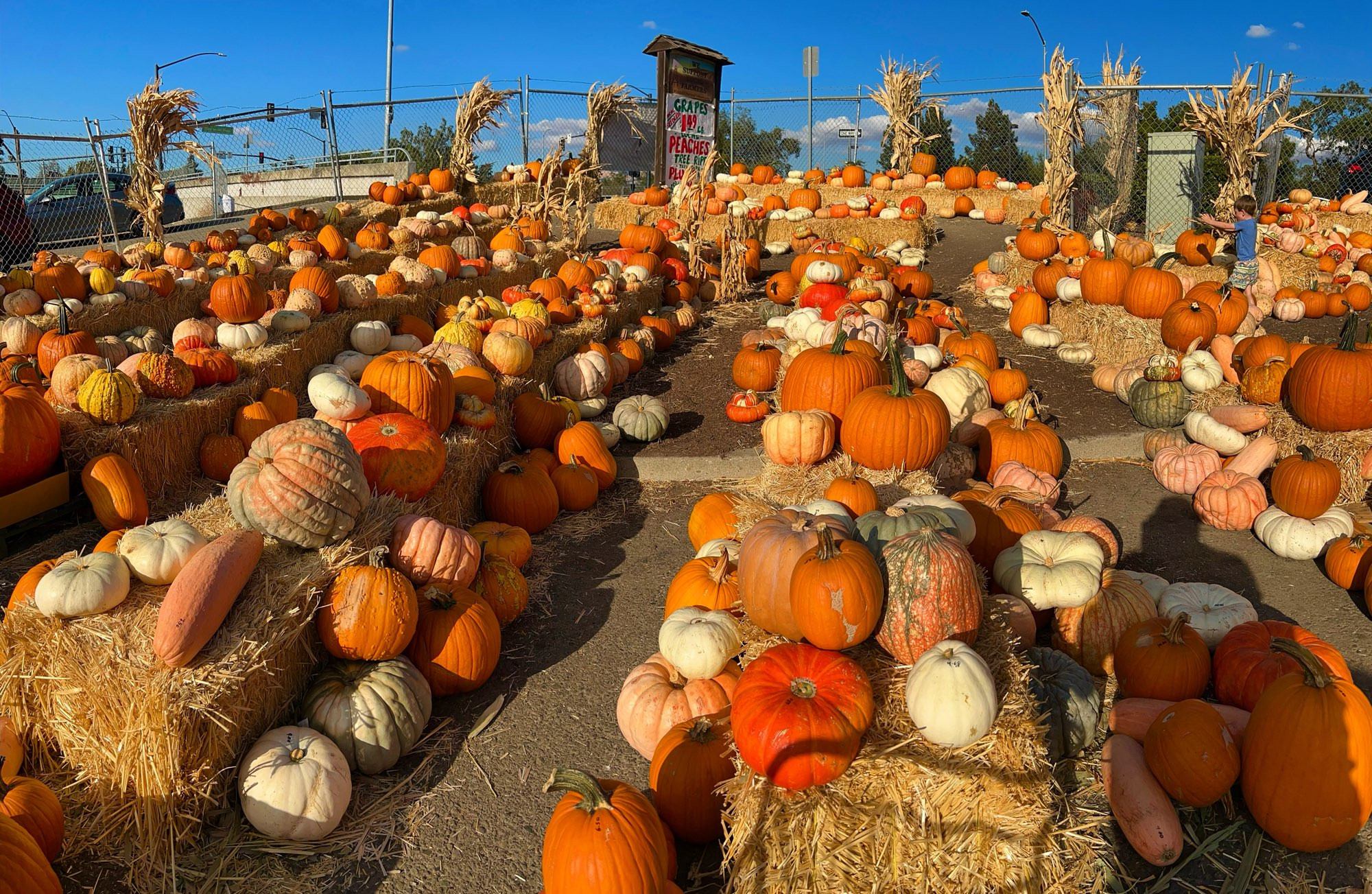 A sunny, suburban pumpkin patch filled with pumpkins of all sizes, colors, and shapes. Some on the ground and some on haystacks. 