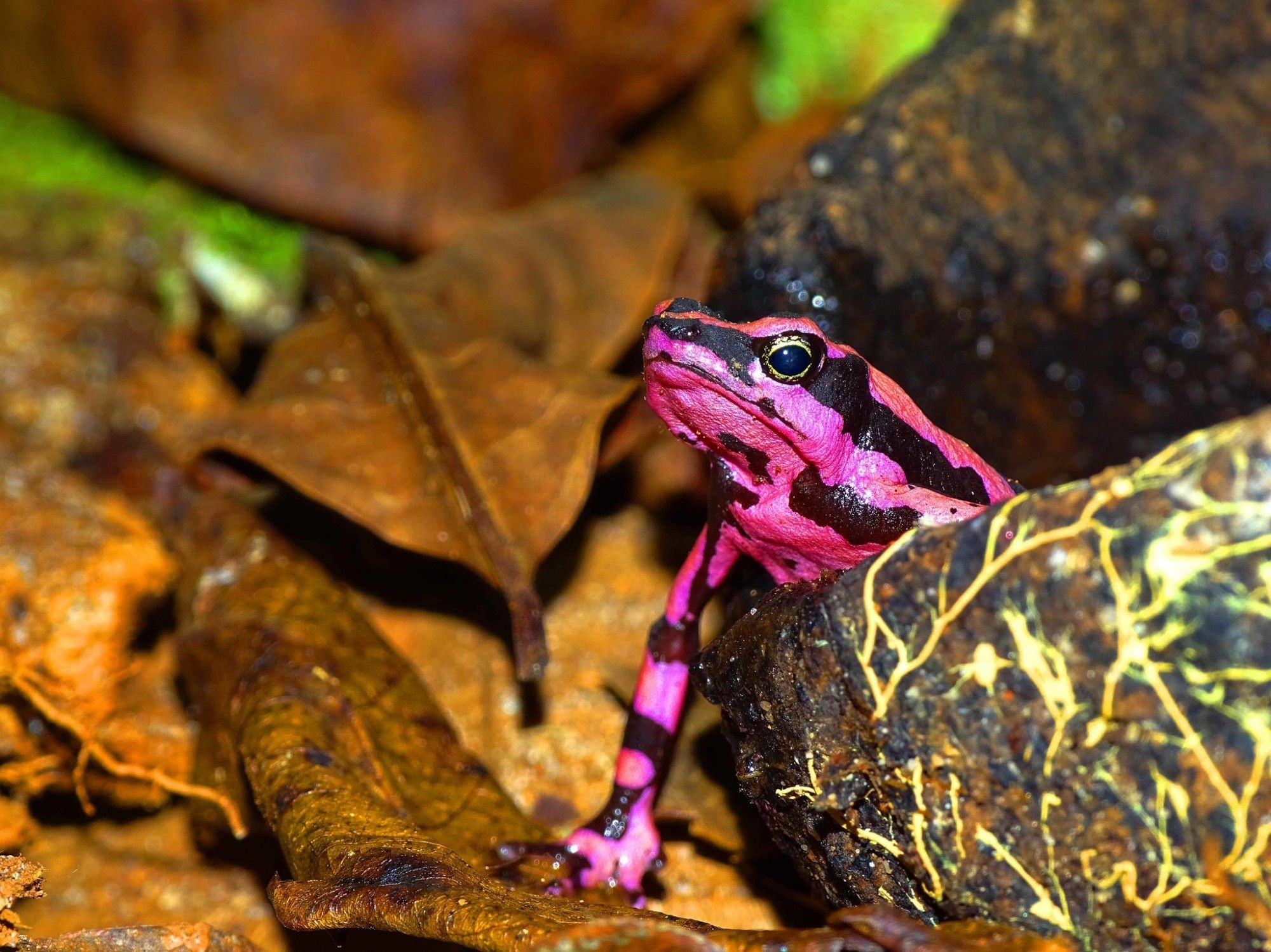 A imagem mostra um pequeno sapo colorido que se destaca no ambiente da floresta. O sapo possui uma coloração vibrante em tons de rosa e preto, com o corpo predominantemente rosa e listras pretas que se estendem ao longo de suas costas e laterais. Ele está parcialmente escondido atrás de uma folha seca, com a cabeça e a parte frontal do corpo visíveis, enquanto o restante do corpo está mais para trás, envolto pela vegetação. O sapo está cercado por folhas caídas no chão da floresta, e o fundo é composto por tons terrosos, com cores marrons e verdes esmaecidos. A textura da pele do sapo é suave e úmida, típica de anfíbios. Seu olho é grande e preto, com uma aparência brilhante.