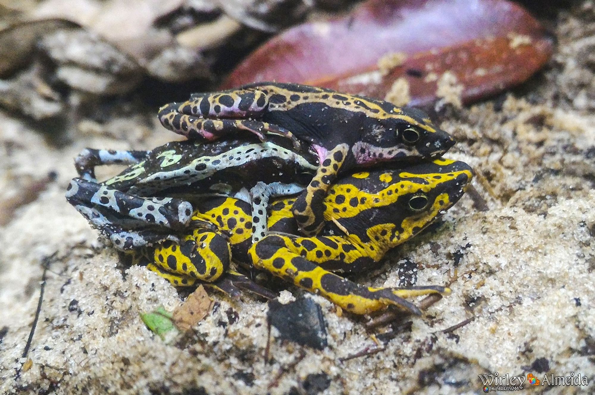 Na imagem, vemos três sapos sobre uma superfície arenosa. Dois machos estão tentando realizar amplexo ao mesmo tempo com uma única fêmea, que está na parte inferior da pilha. O macho no topo possui uma coloração mais escura com padrões de manchas em tons de preto e amarelo, enquanto o macho do meio apresenta uma coloração semelhante. A fêmea, na base, tem uma coloração amarela vibrante com manchas escuras, mais evidente na sua pele. Esta interação, onde dois machos tentam copular com a mesma fêmea, é um comportamento conhecido entre algumas espécies de sapos.