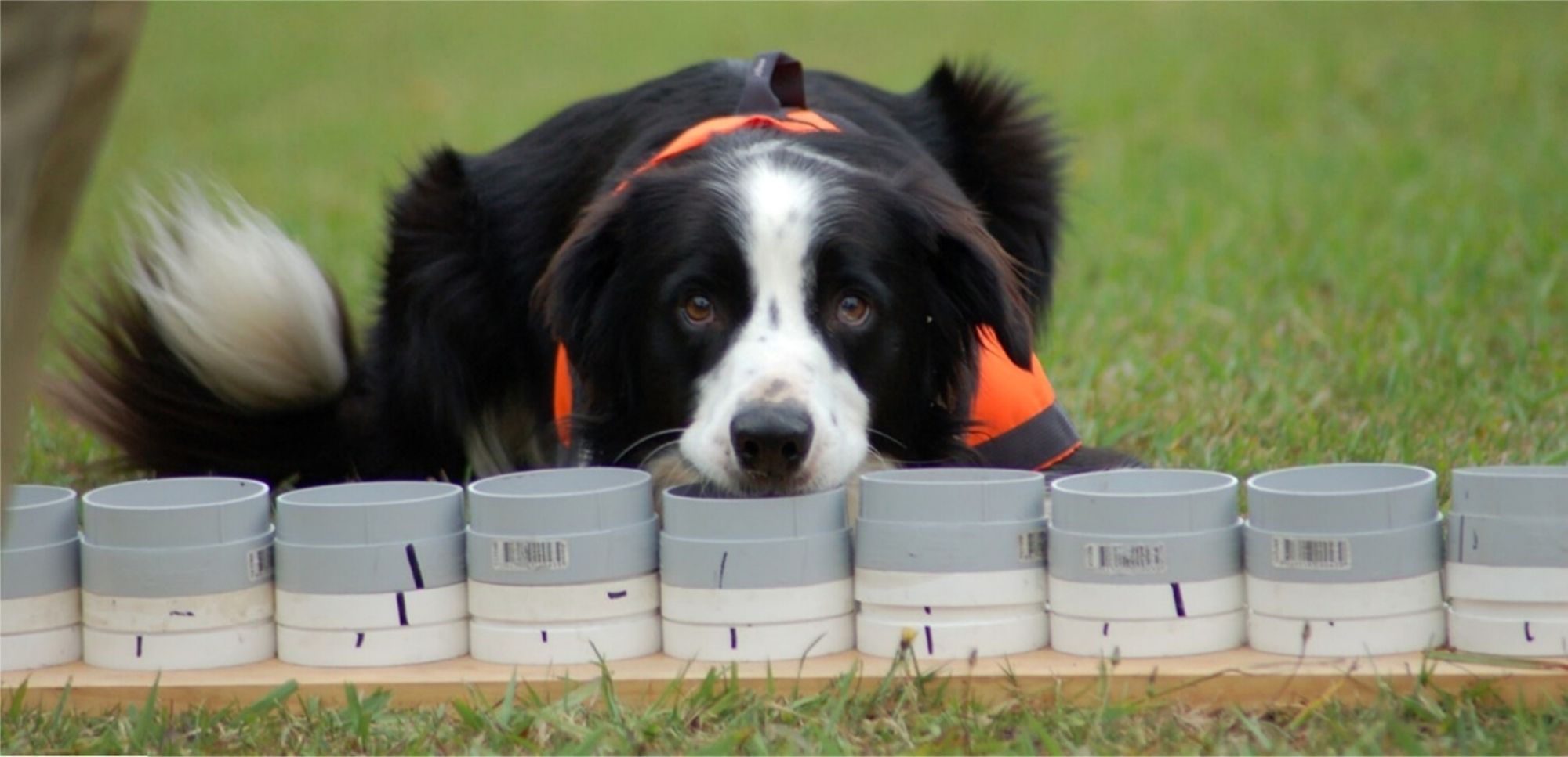 Na imagem, um cão de raça Border Collie está deitado no chão, vestindo um colete laranja, participando de um treinamento de detecção. À sua frente, há uma fileira de pequenos recipientes plásticos, e o cão parece focado em um deles, possivelmente usando seu olfato para localizar sapos, que são o objetivo do treinamento. A imagem sugere um ambiente ao ar livre, com grama verde, e o cão está claramente concentrado na tarefa.