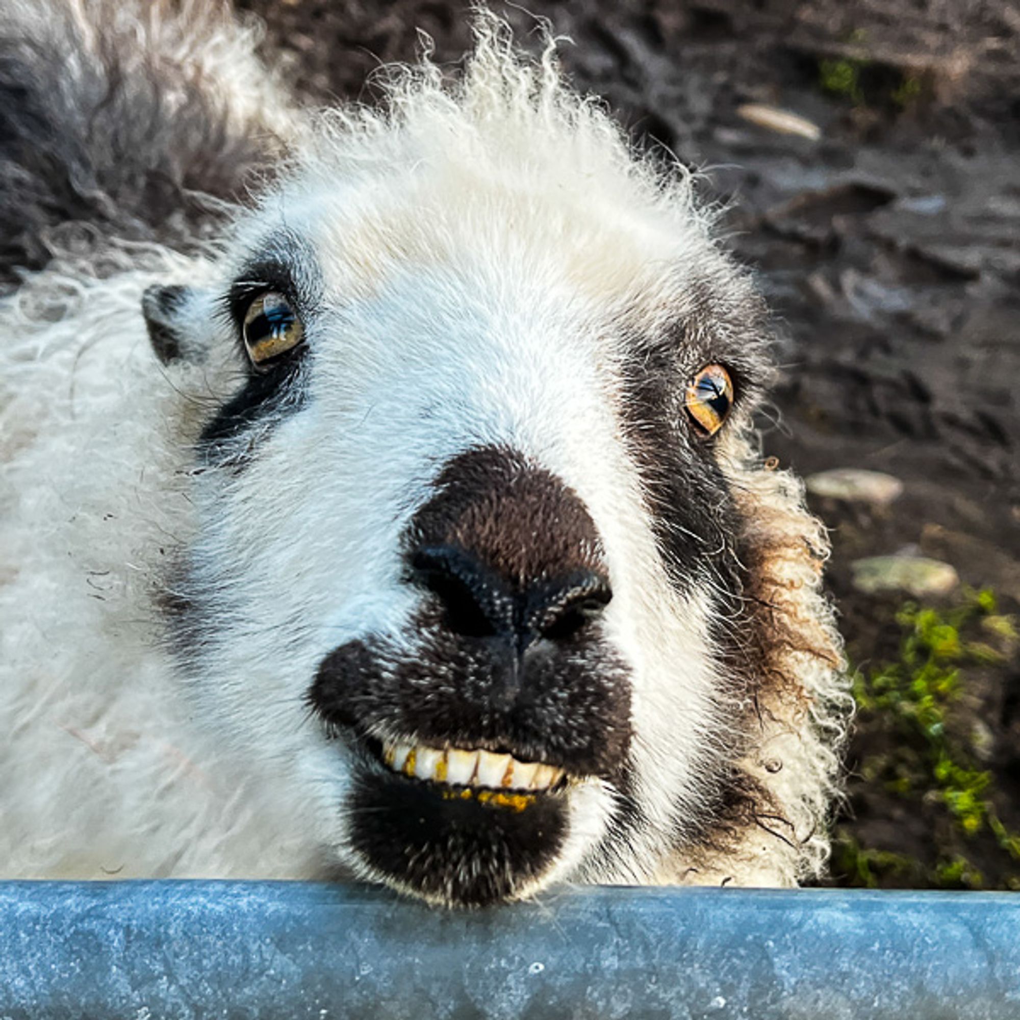 Shetland sheep smiling