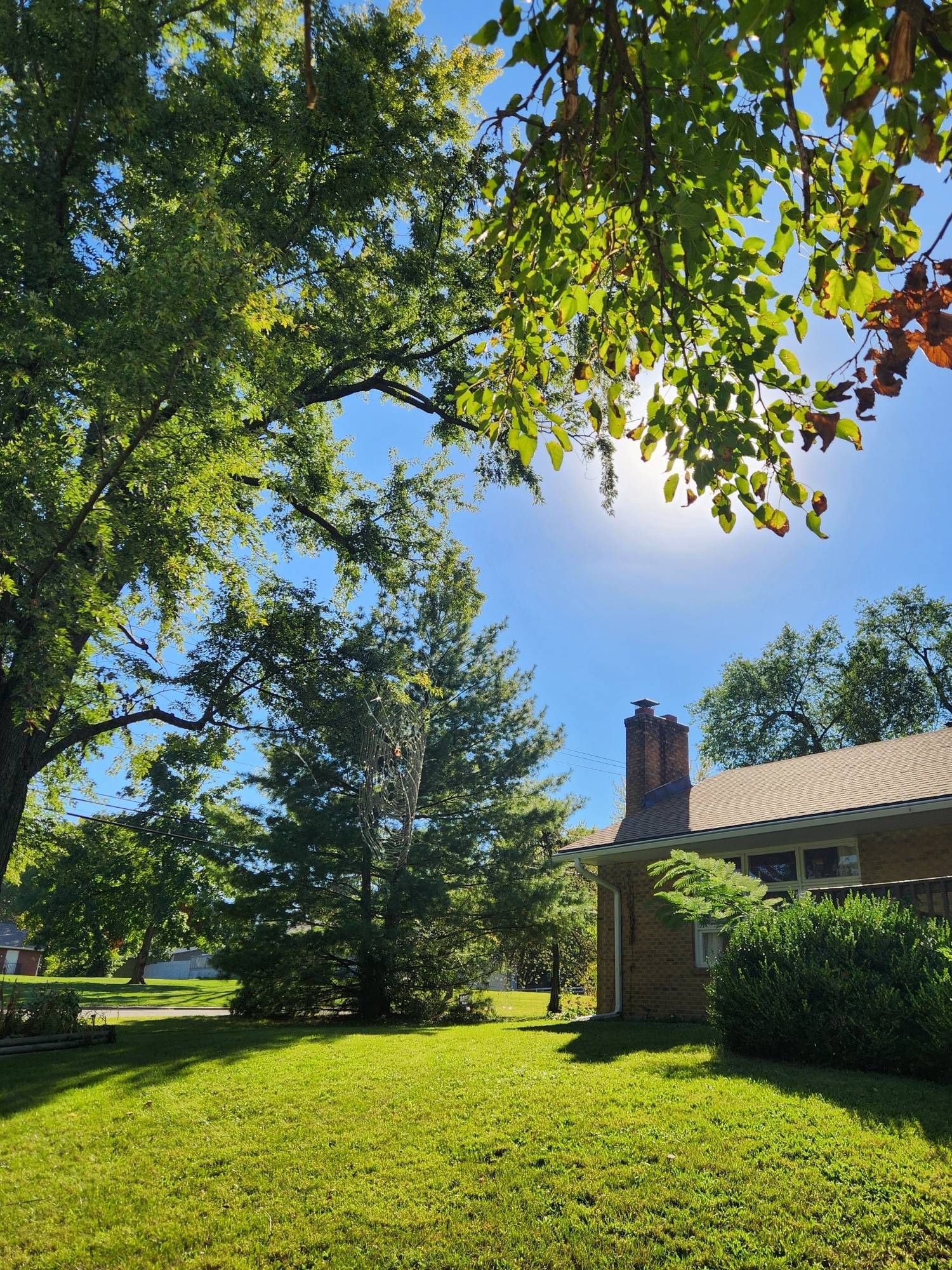 Photo of maple tree hanging  bright green lawn and house with chimney with pine tree and sun in background. Sky is blue. Overlapping the pine tree is a spiderweb with orb spider